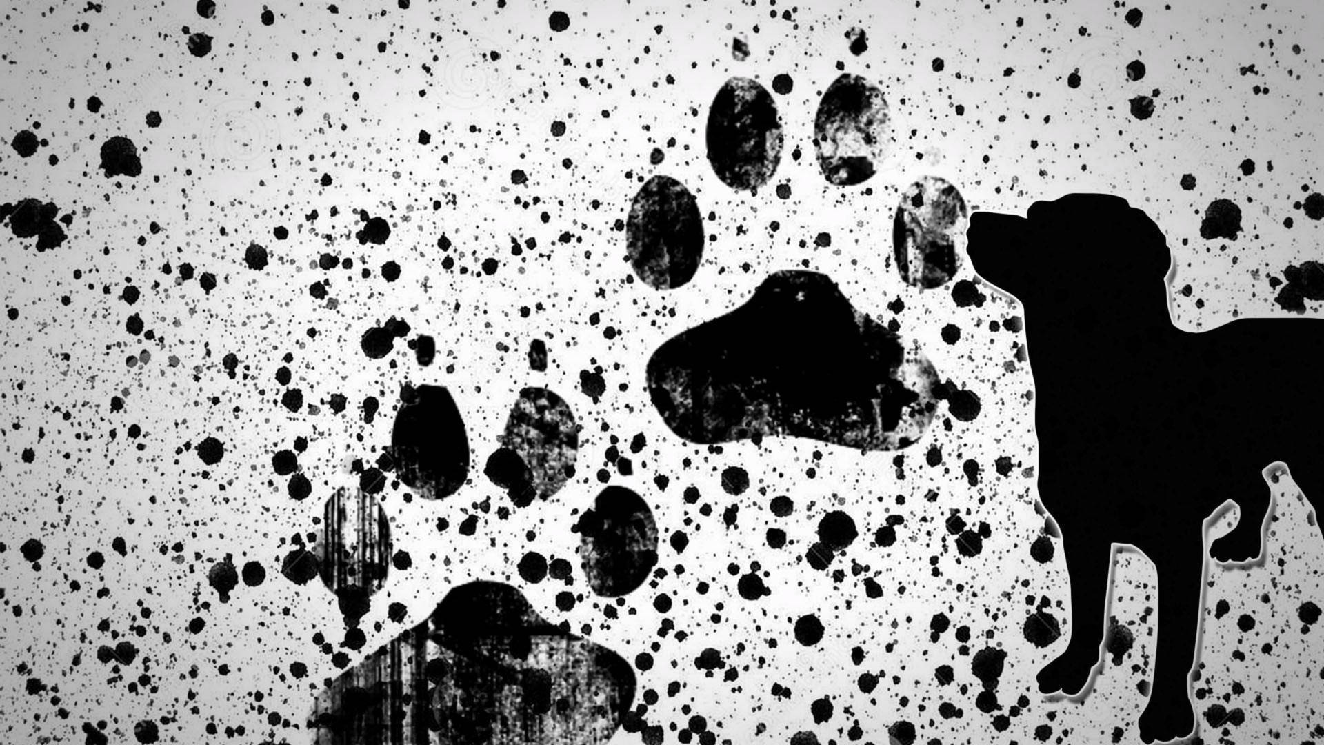 Paw Print 3840X2160 Wallpaper and Background Image