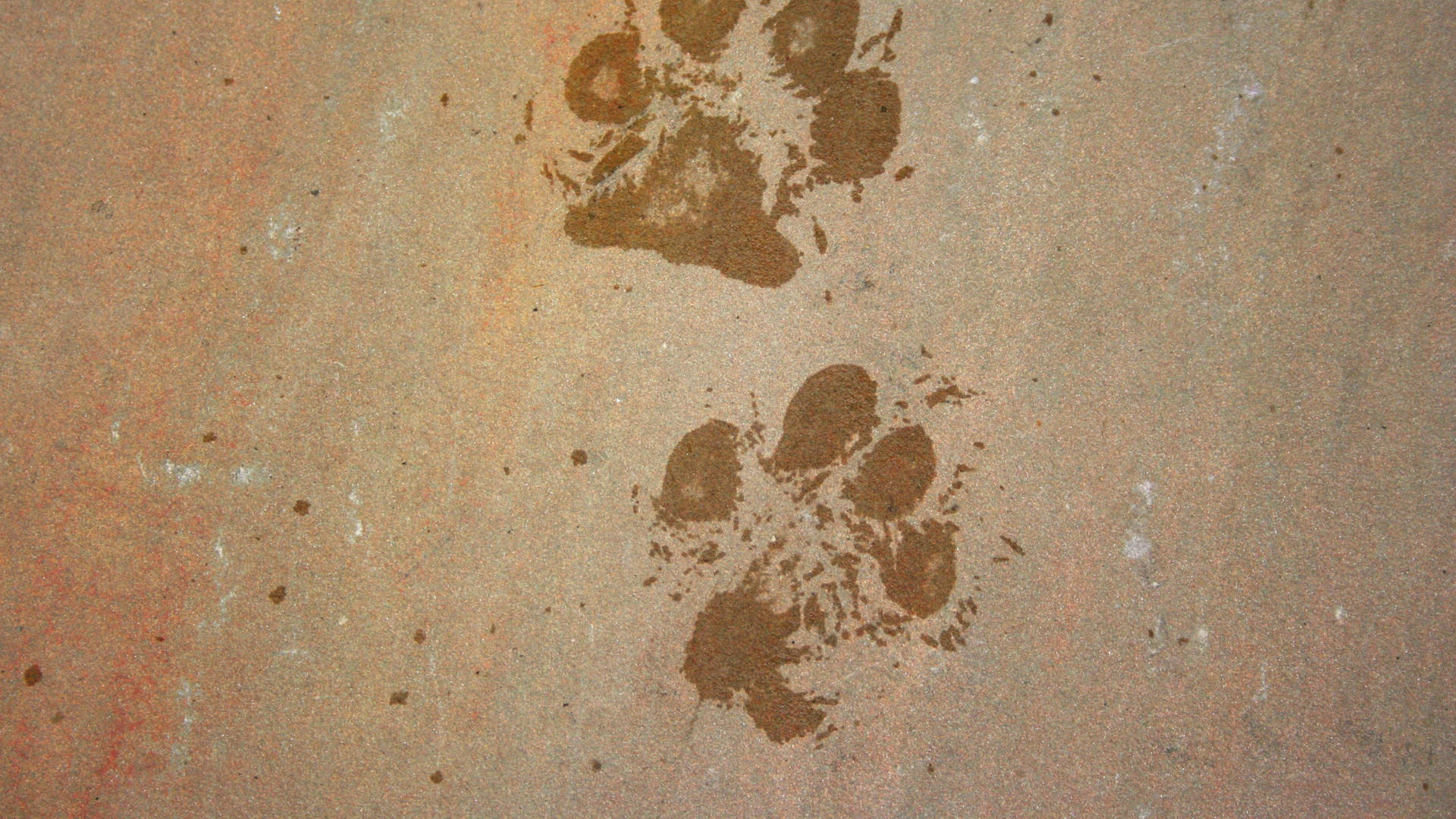 3840X2160 Paw Print Wallpaper and Background