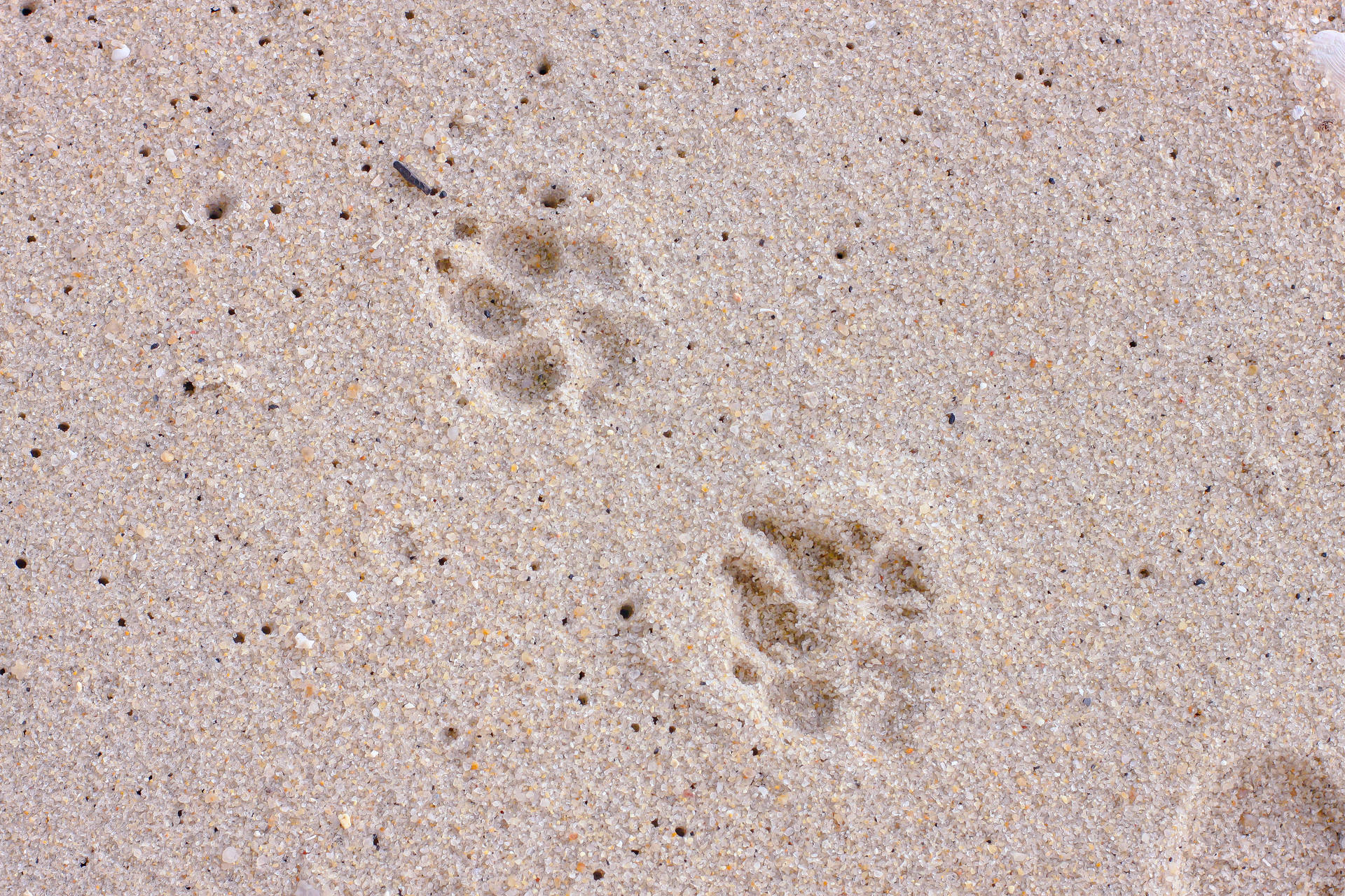 4752X3168 Paw Print Wallpaper and Background