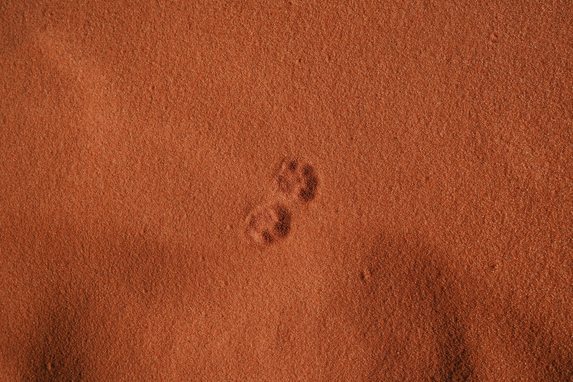 6000X4000 Paw Print Wallpaper and Background
