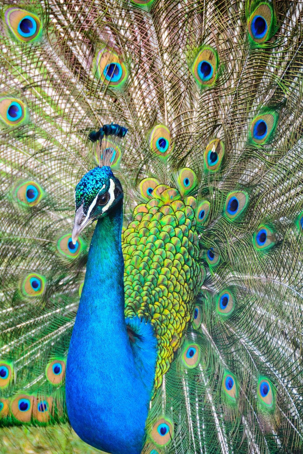 Peacock 1000X1500 Wallpaper and Background Image