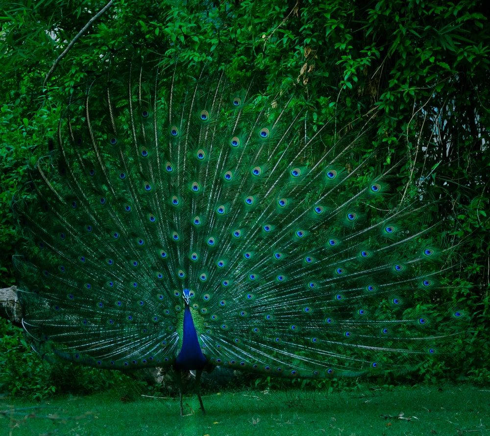 Peacock 1000X889 Wallpaper and Background Image