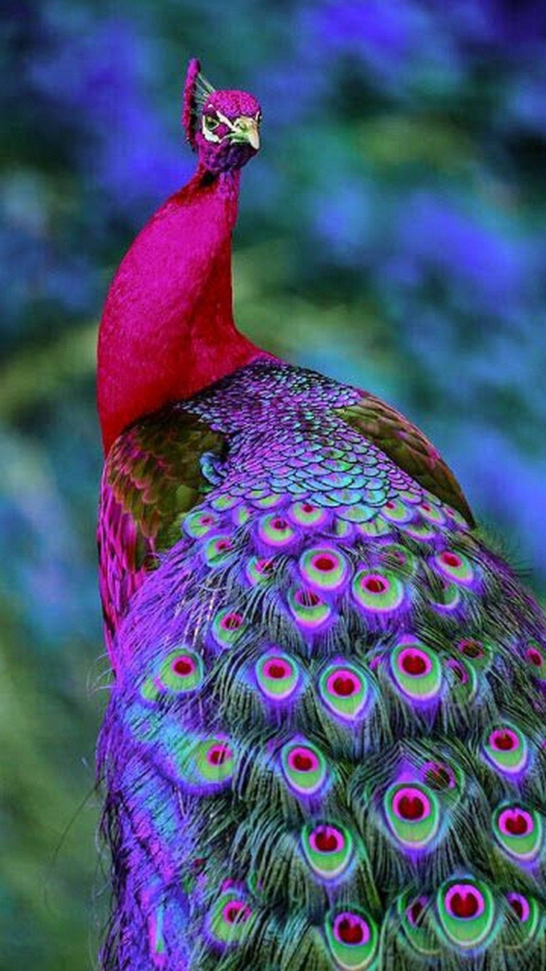 Peacock 1080X1920 Wallpaper and Background Image