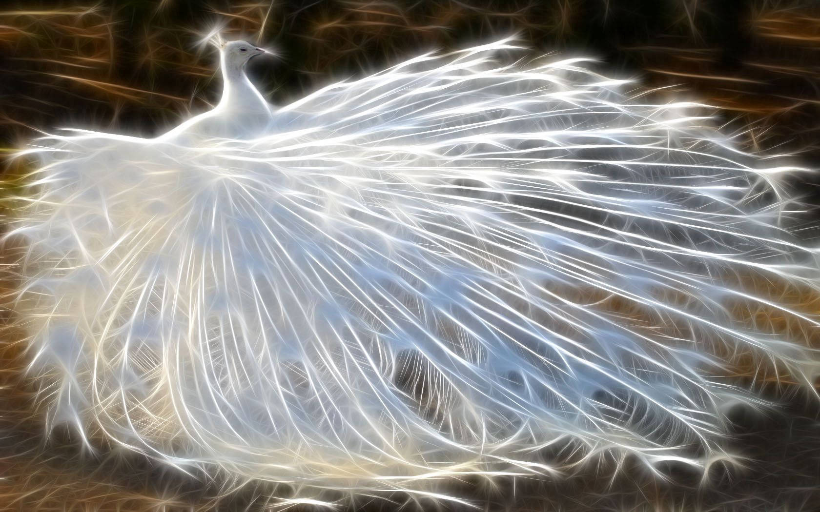 Peacock 1680X1050 Wallpaper and Background Image