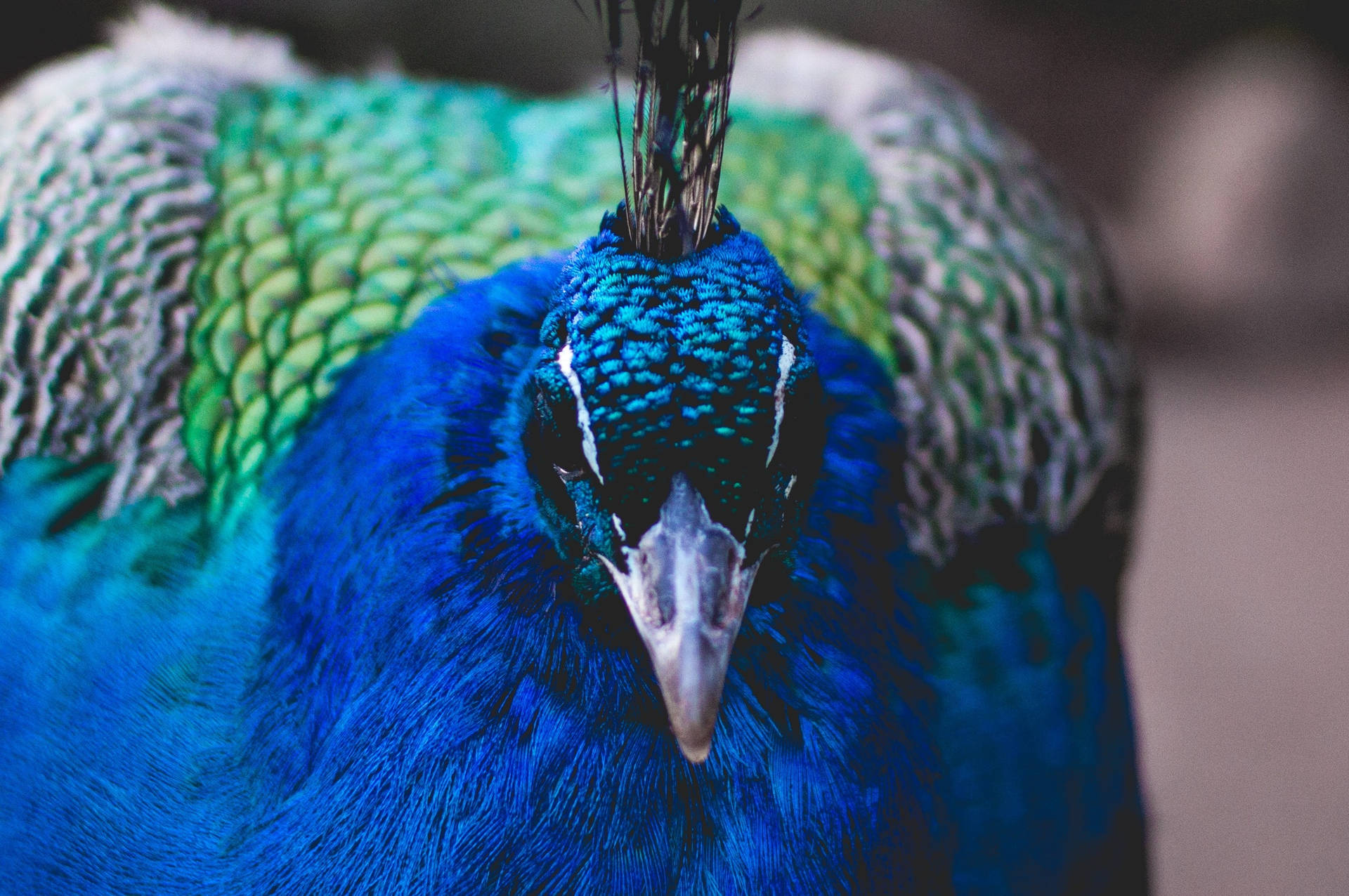 Peacock 2564X1704 Wallpaper and Background Image