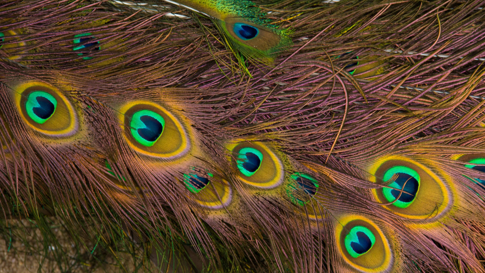 Peacock 2592X1458 Wallpaper and Background Image