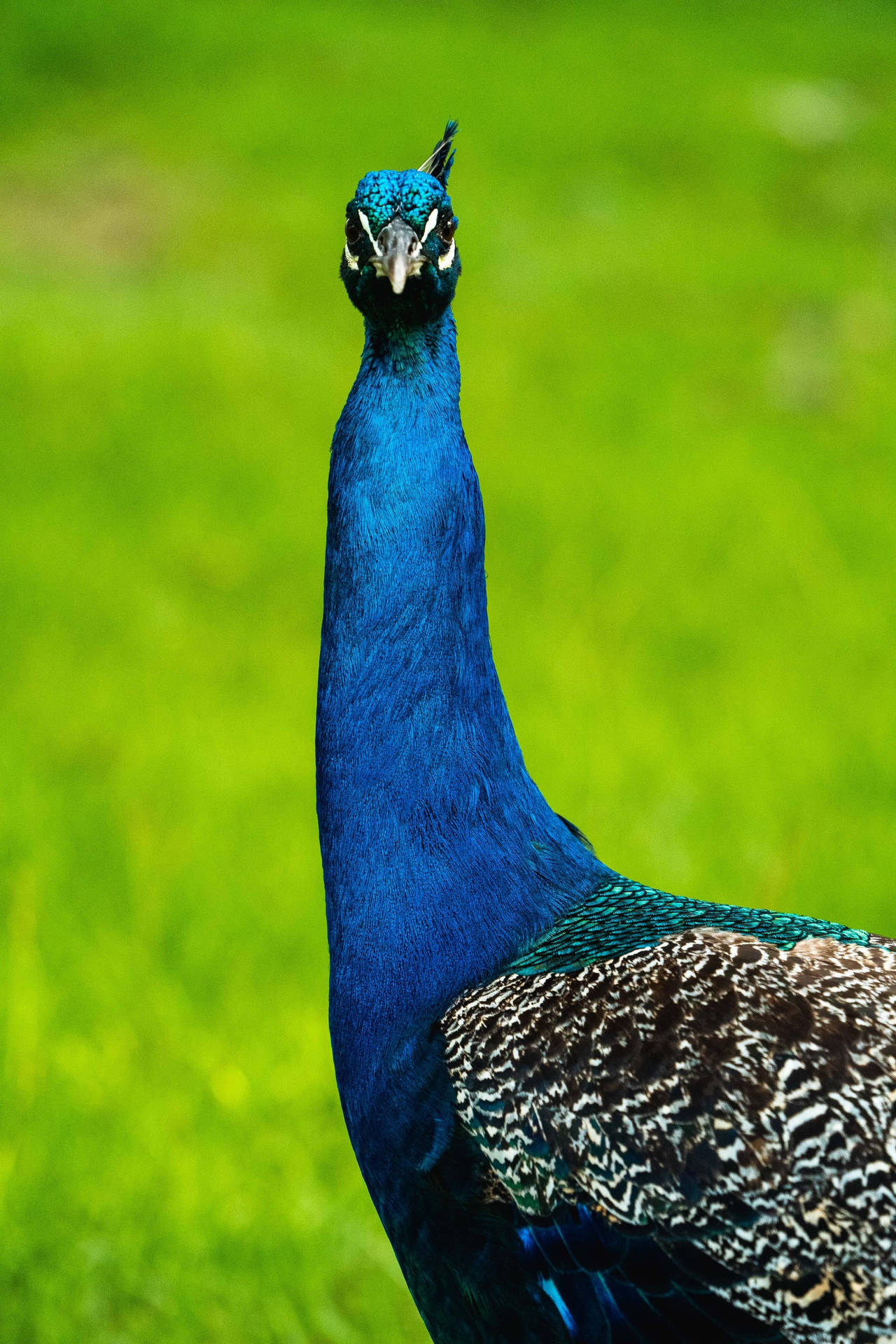 Peacock 2730X4096 Wallpaper and Background Image