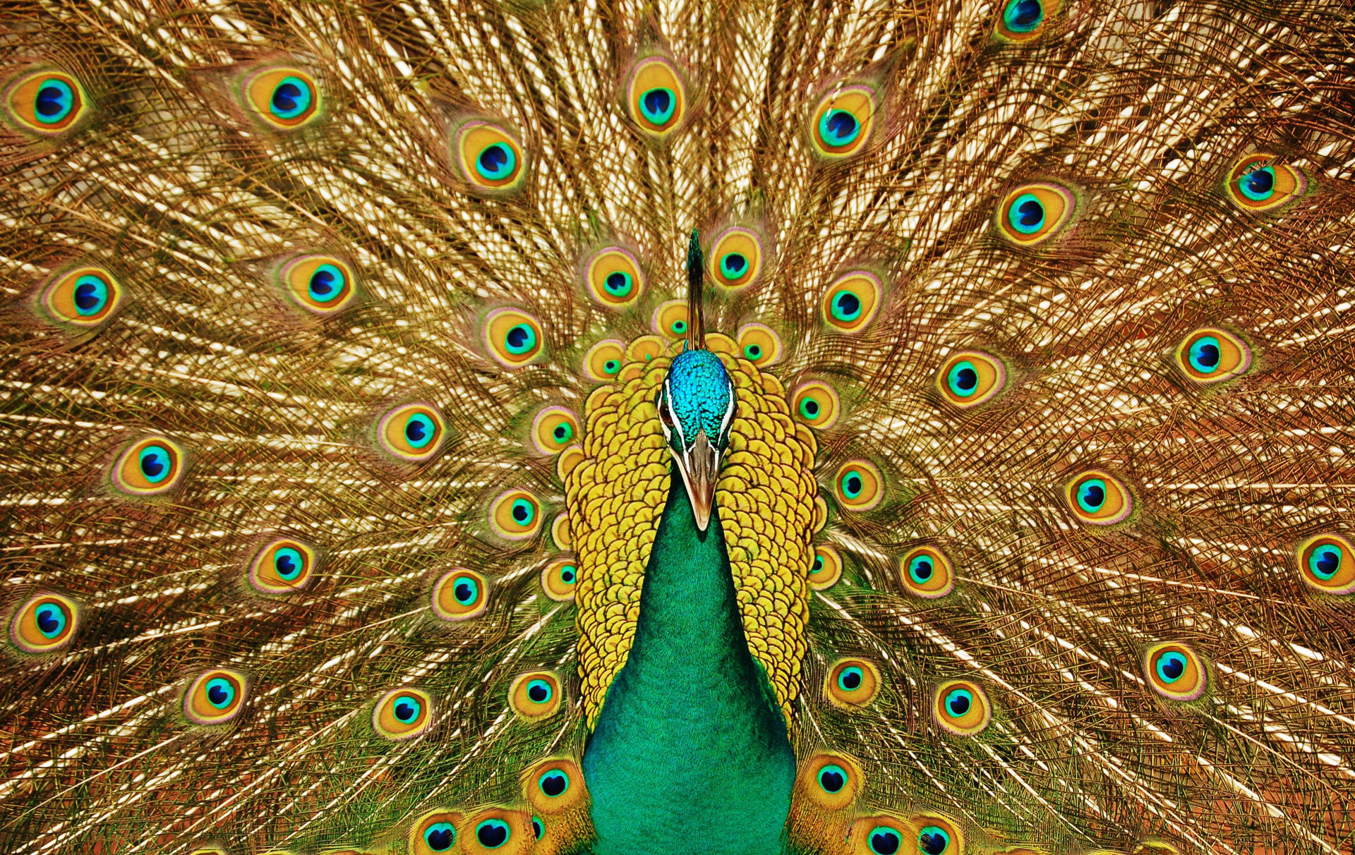 Peacock 3008X1899 Wallpaper and Background Image