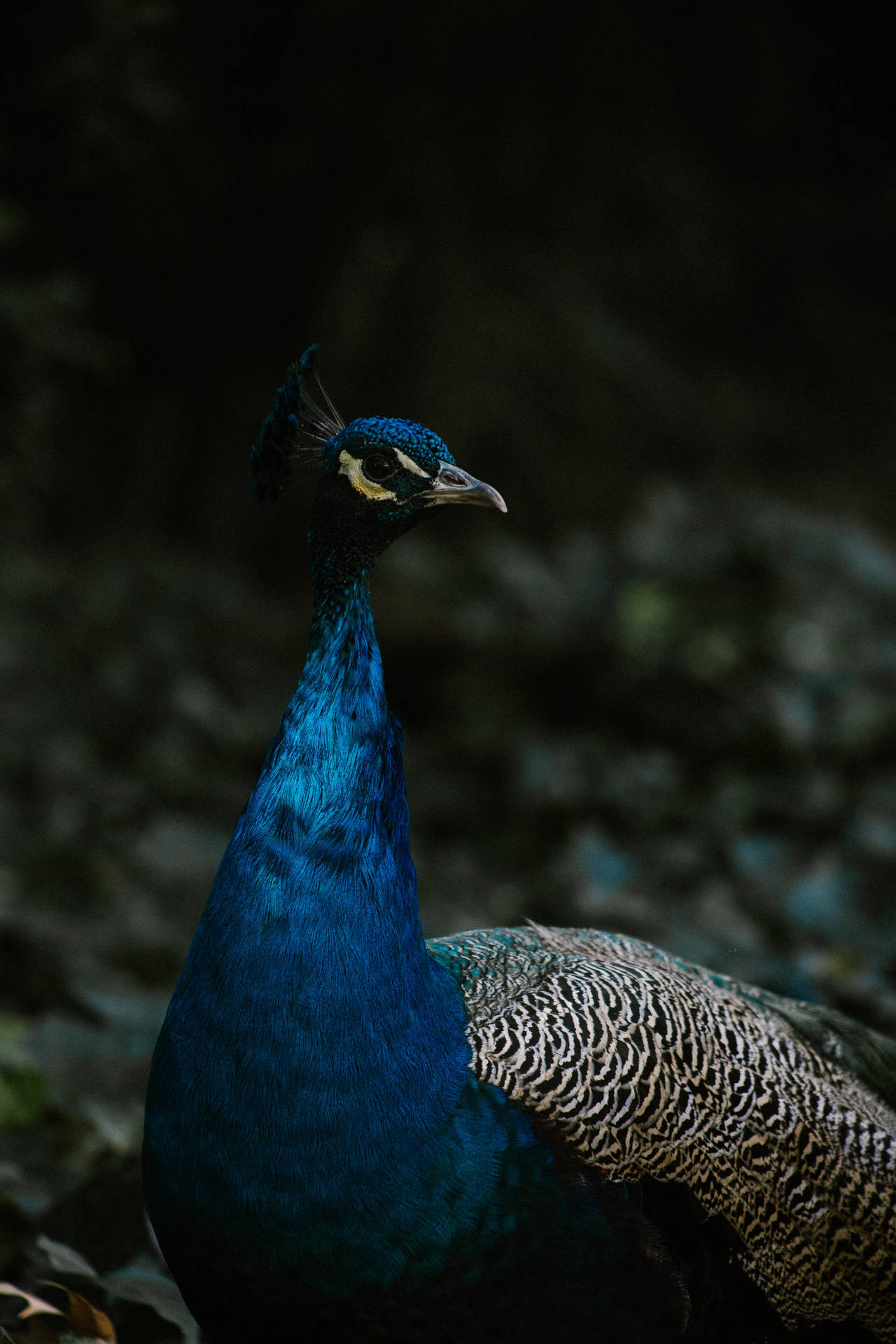 Peacock 3139X4708 Wallpaper and Background Image