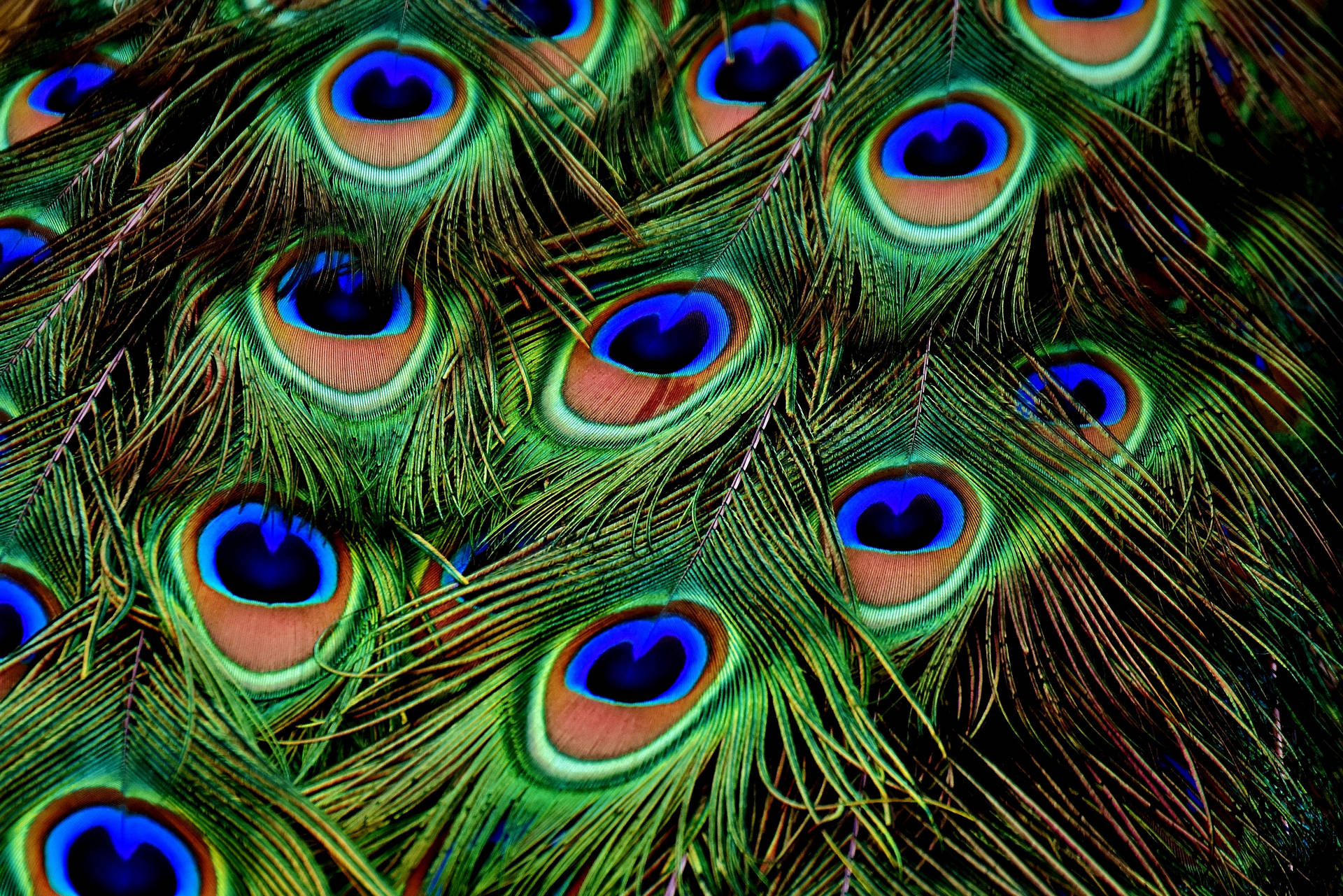 Peacock 4000X2669 Wallpaper and Background Image