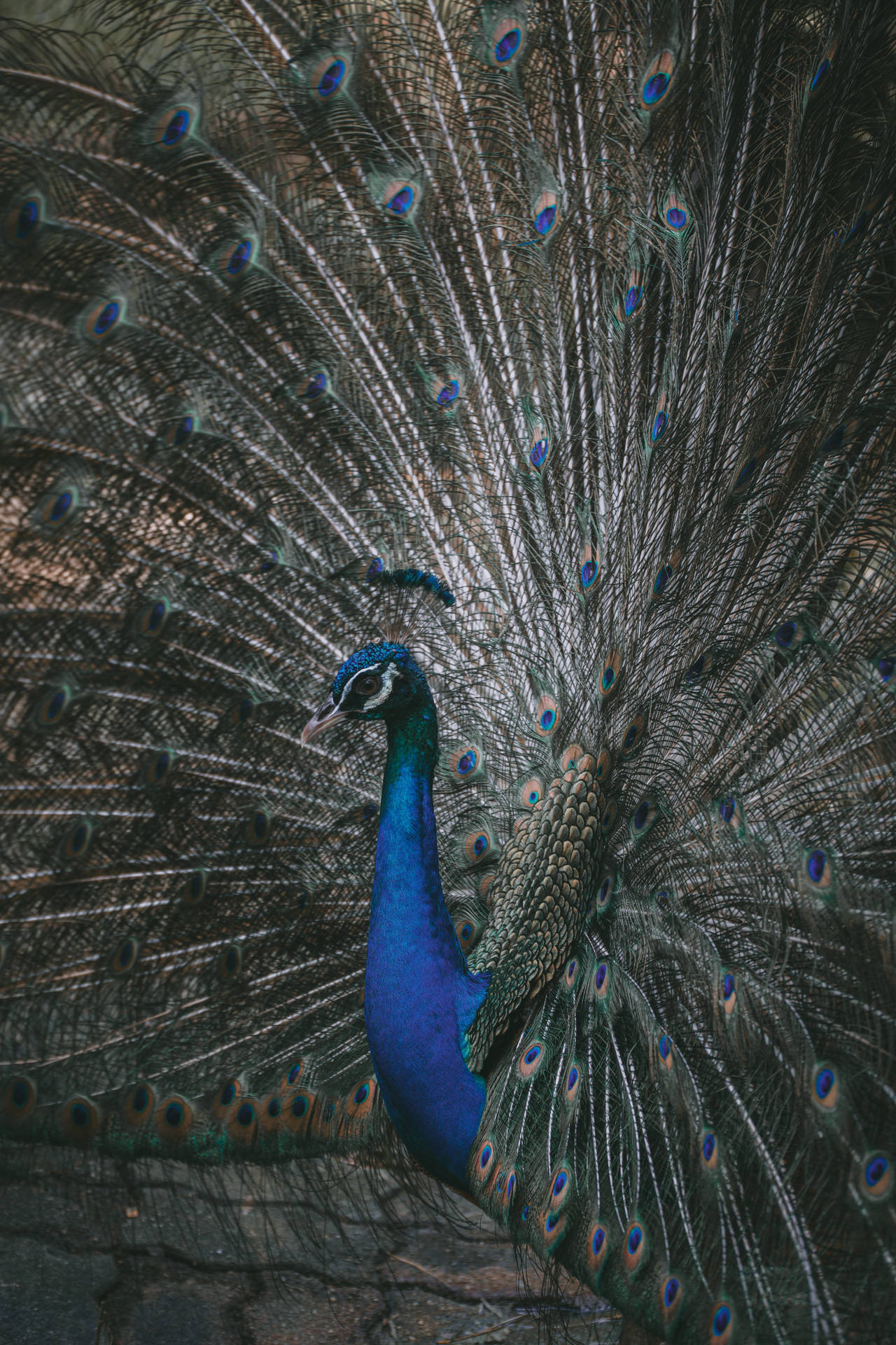 Peacock 4000X6000 Wallpaper and Background Image