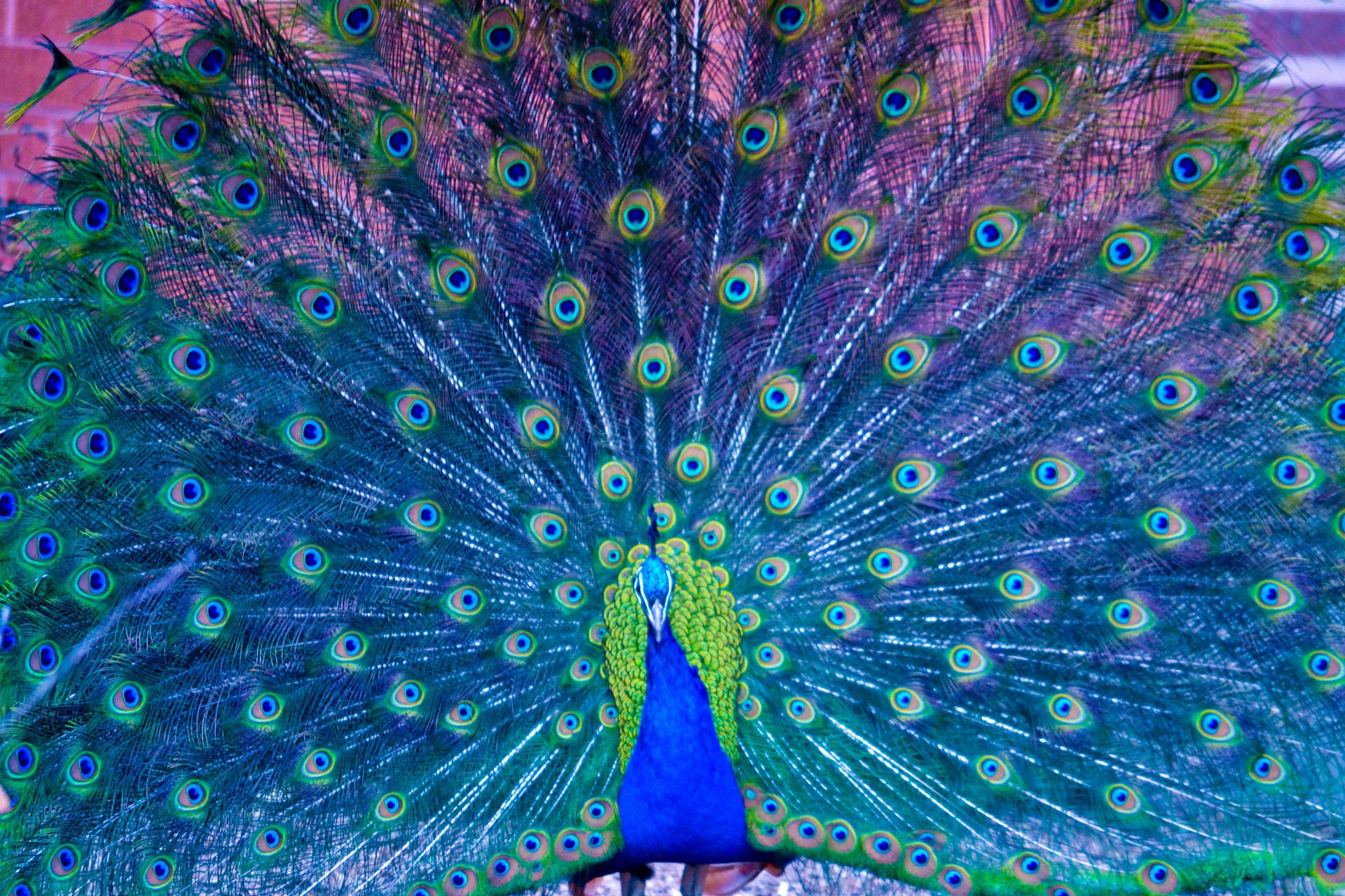 Peacock 4608X3072 Wallpaper and Background Image