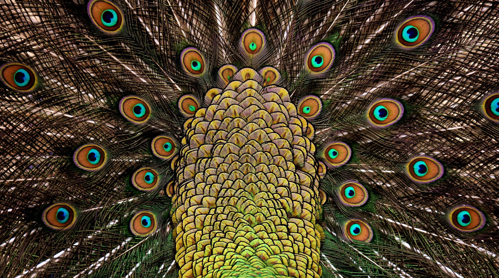 Peacock 5162X2880 Wallpaper and Background Image