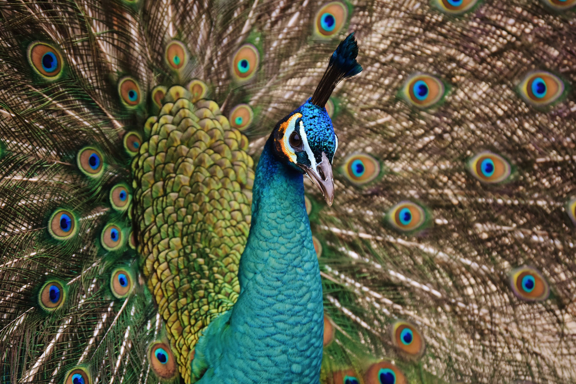 Peacock 6000X4000 Wallpaper and Background Image