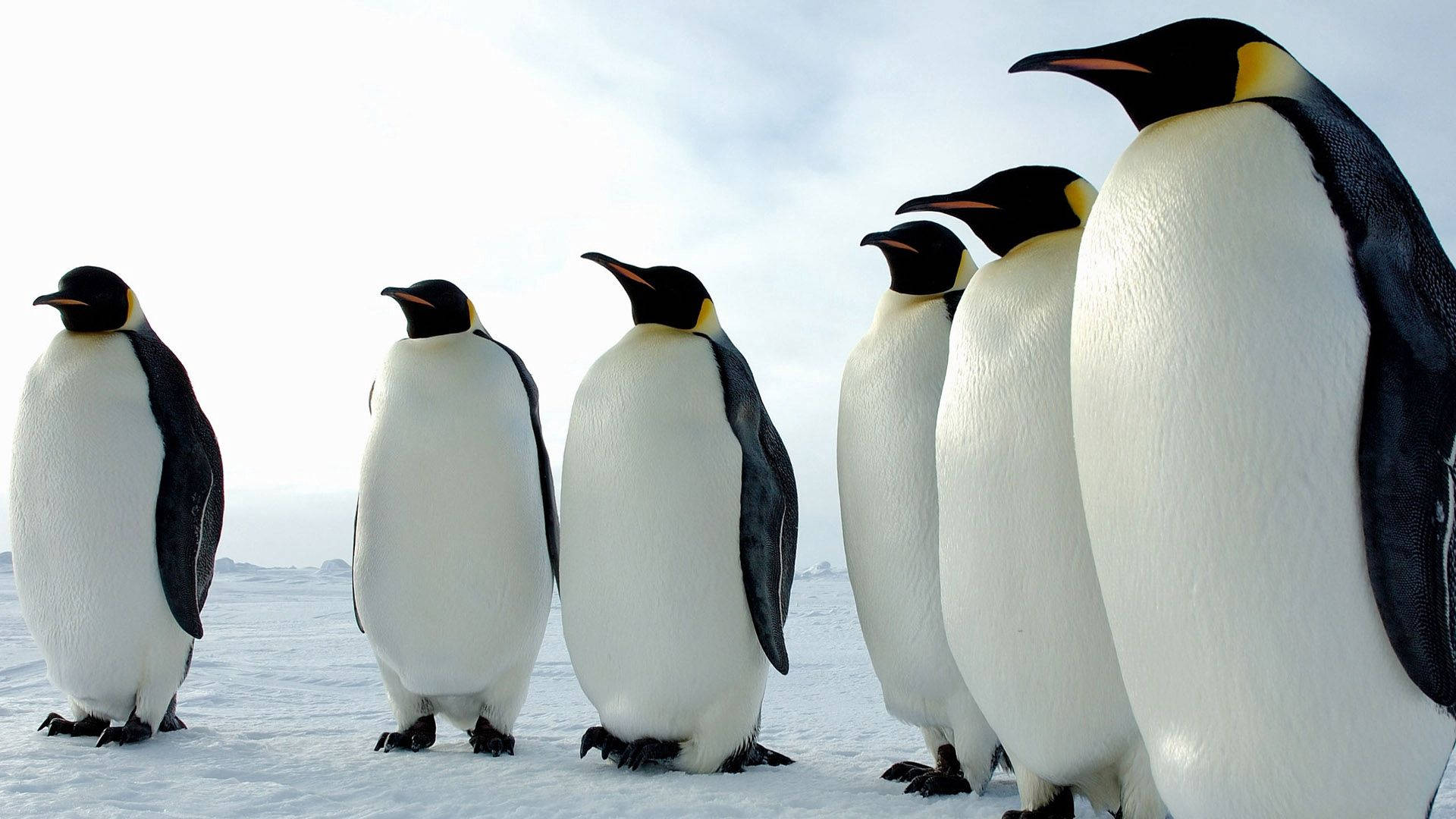 Penguin 1920X1080 Wallpaper and Background Image
