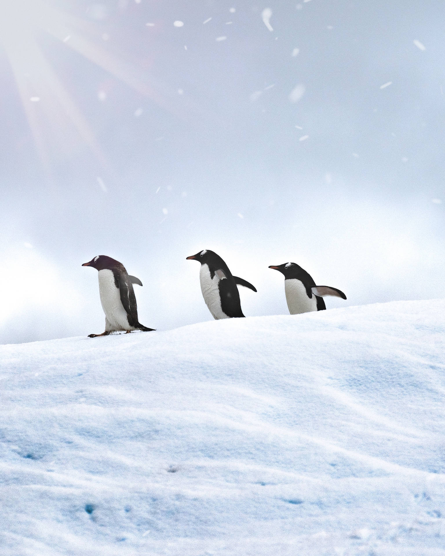 Penguin 2550X3187 Wallpaper and Background Image