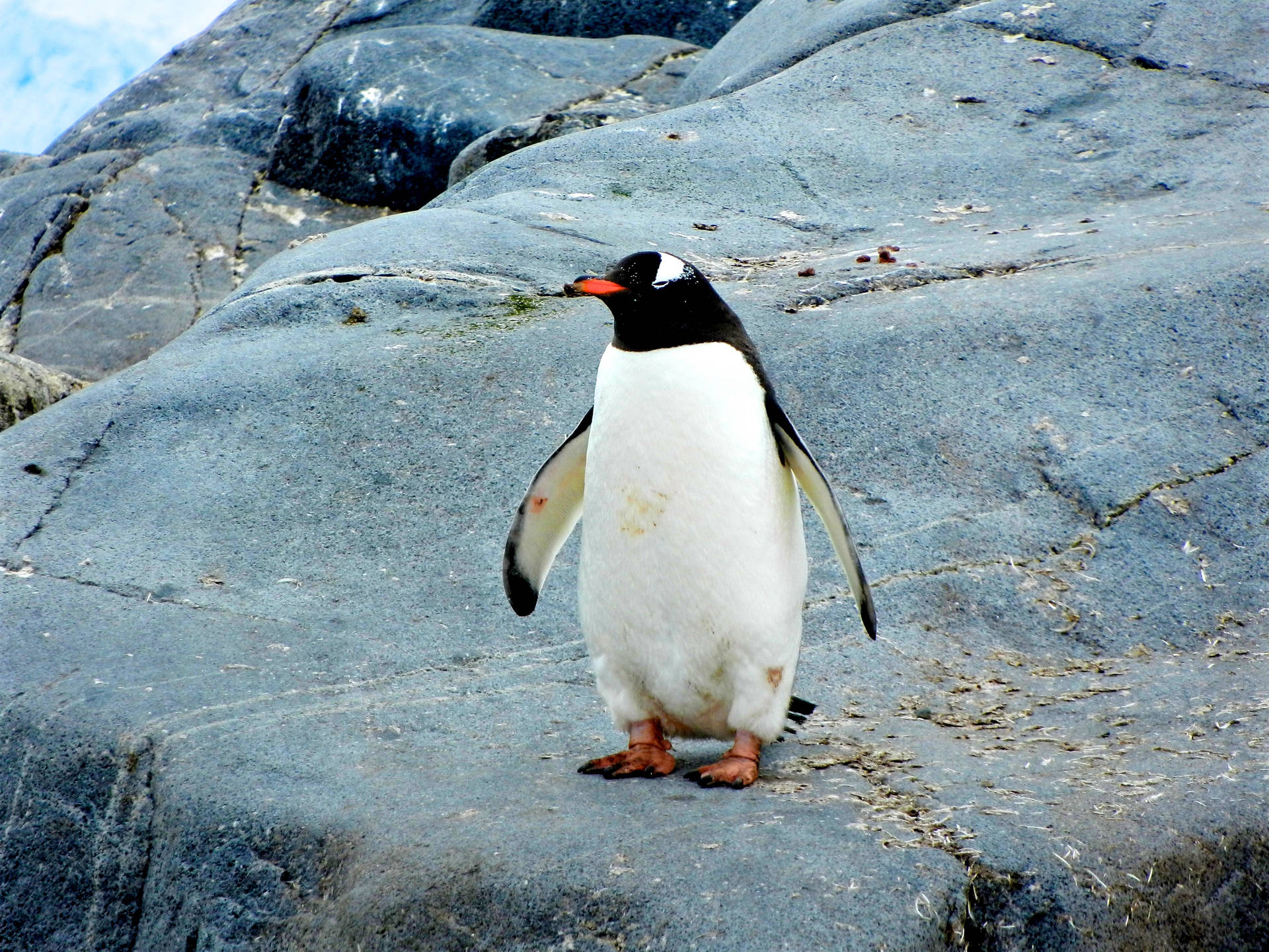 Penguin 4000X3000 Wallpaper and Background Image