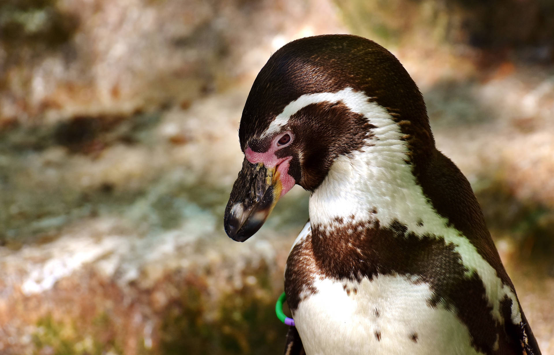 Penguin 5272X3385 Wallpaper and Background Image