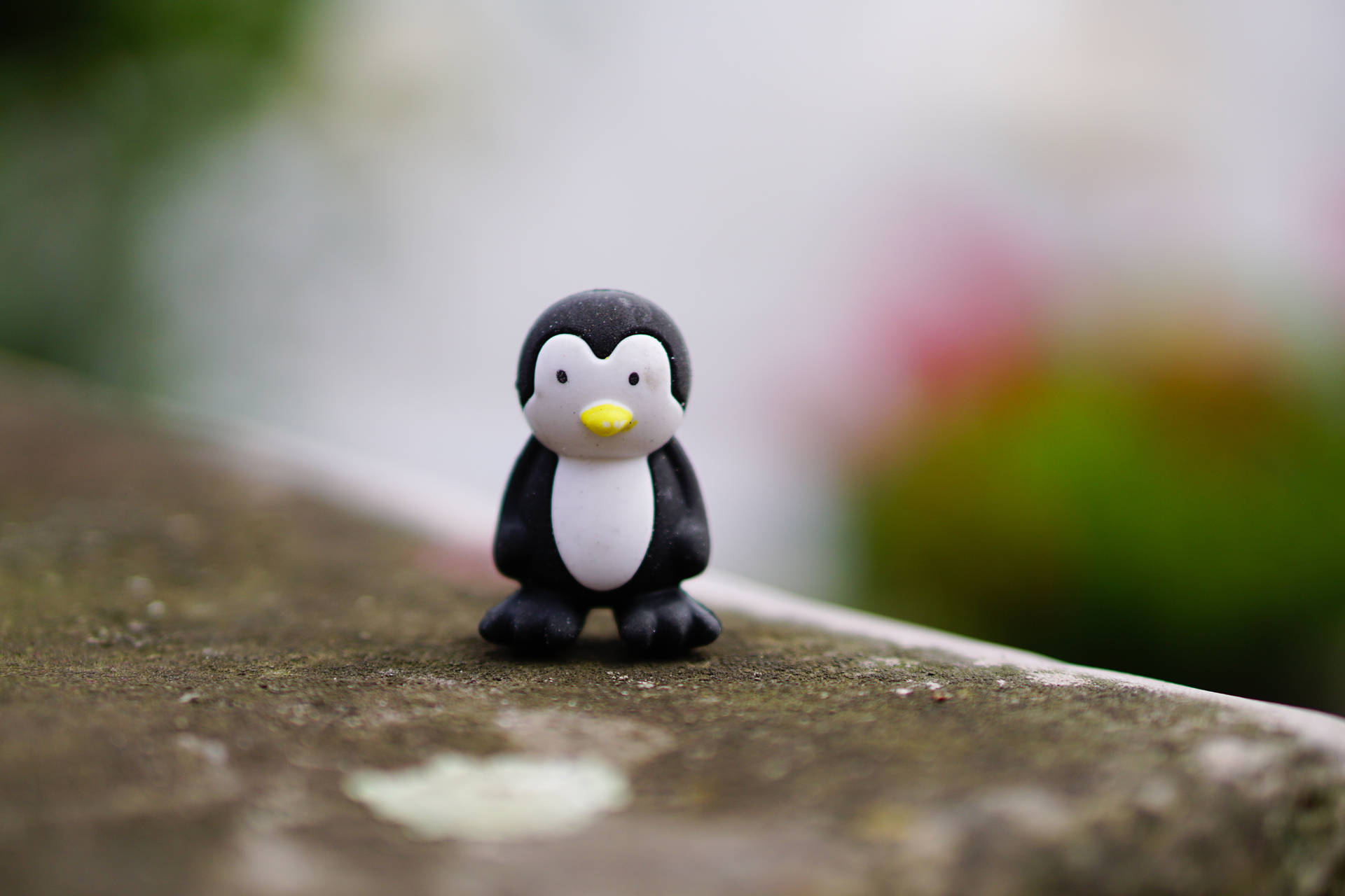Penguin 6000X4000 Wallpaper and Background Image