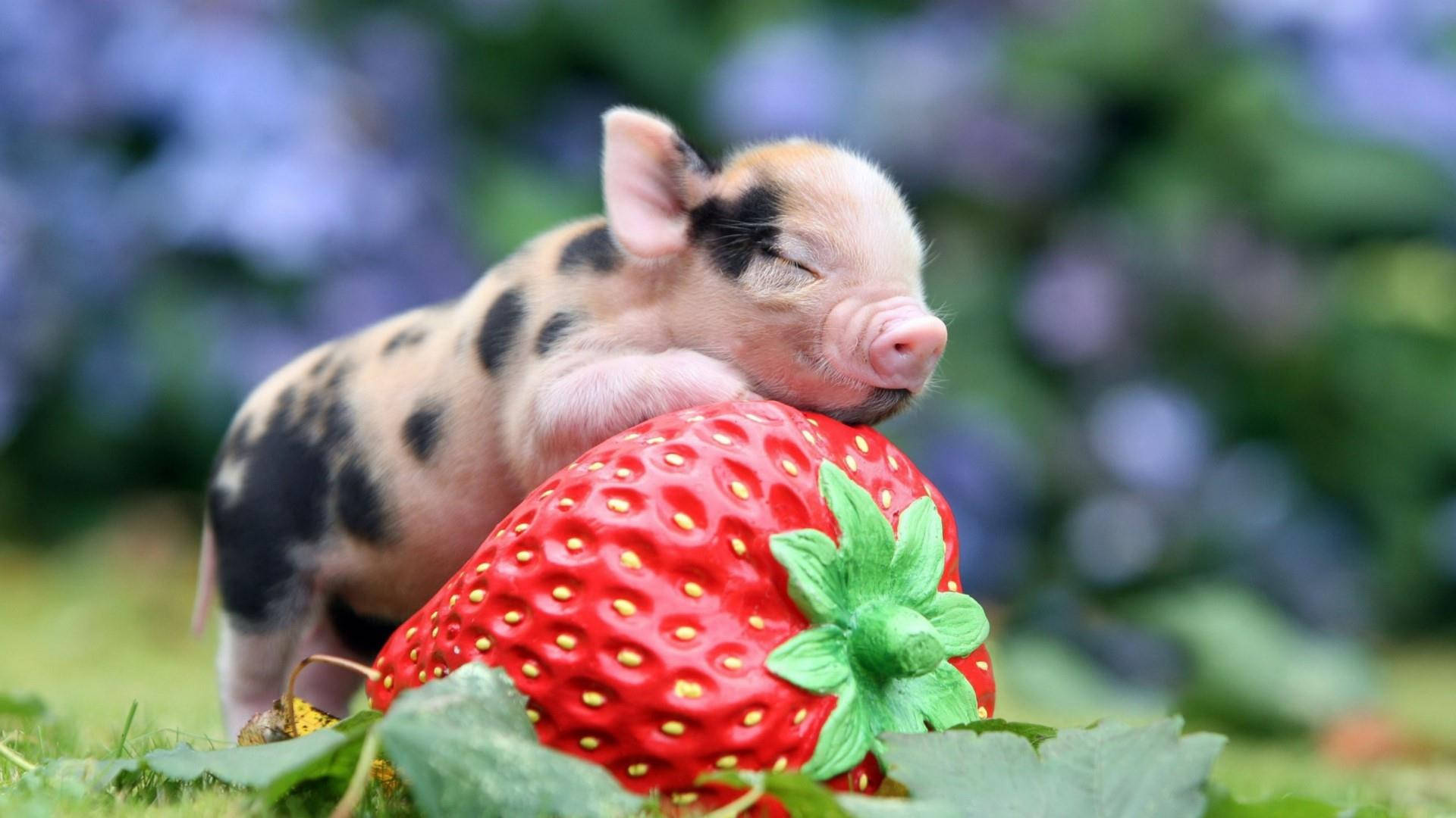 1920X1080 Pig Wallpaper and Background