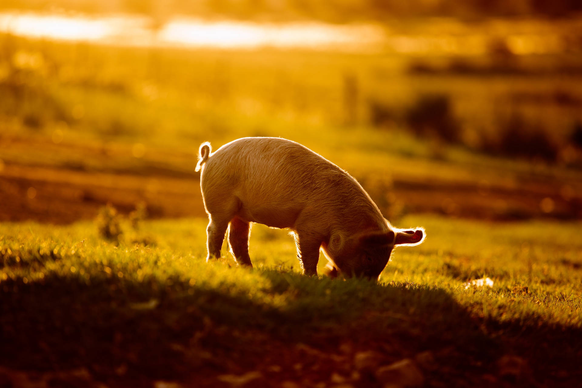 2048X1365 Pig Wallpaper and Background