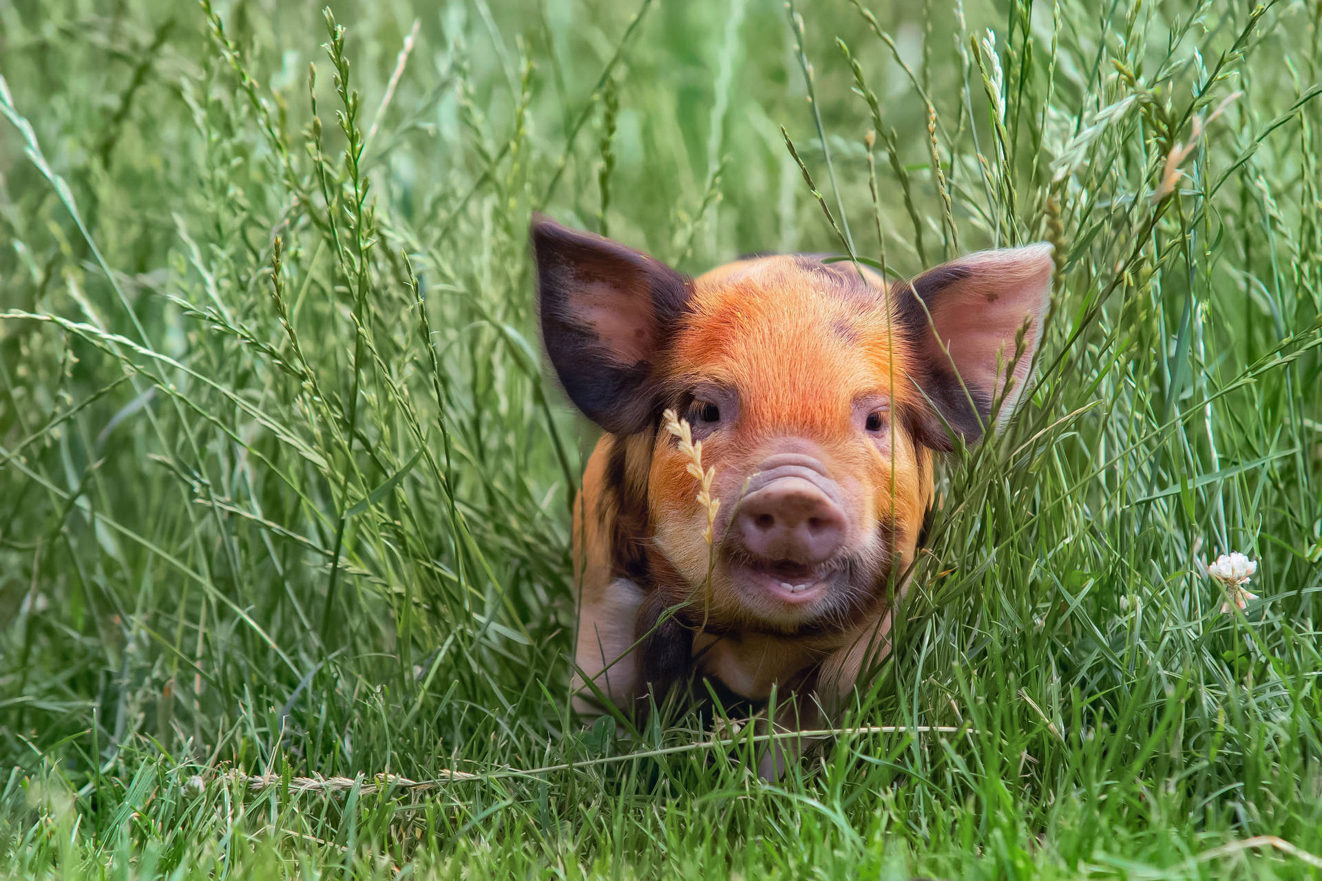 2500X1667 Pig Wallpaper and Background