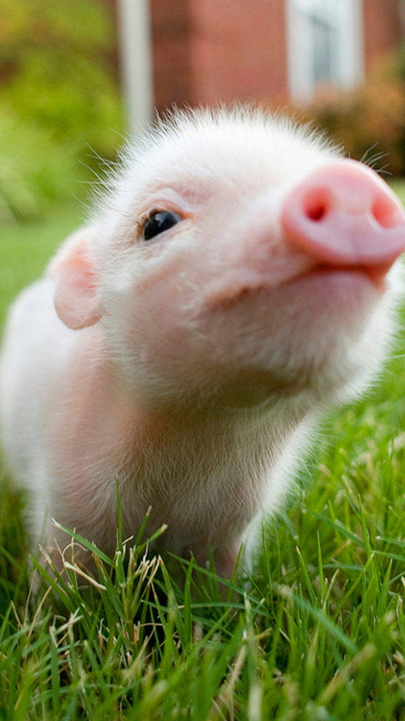 576X1024 Pig Wallpaper and Background