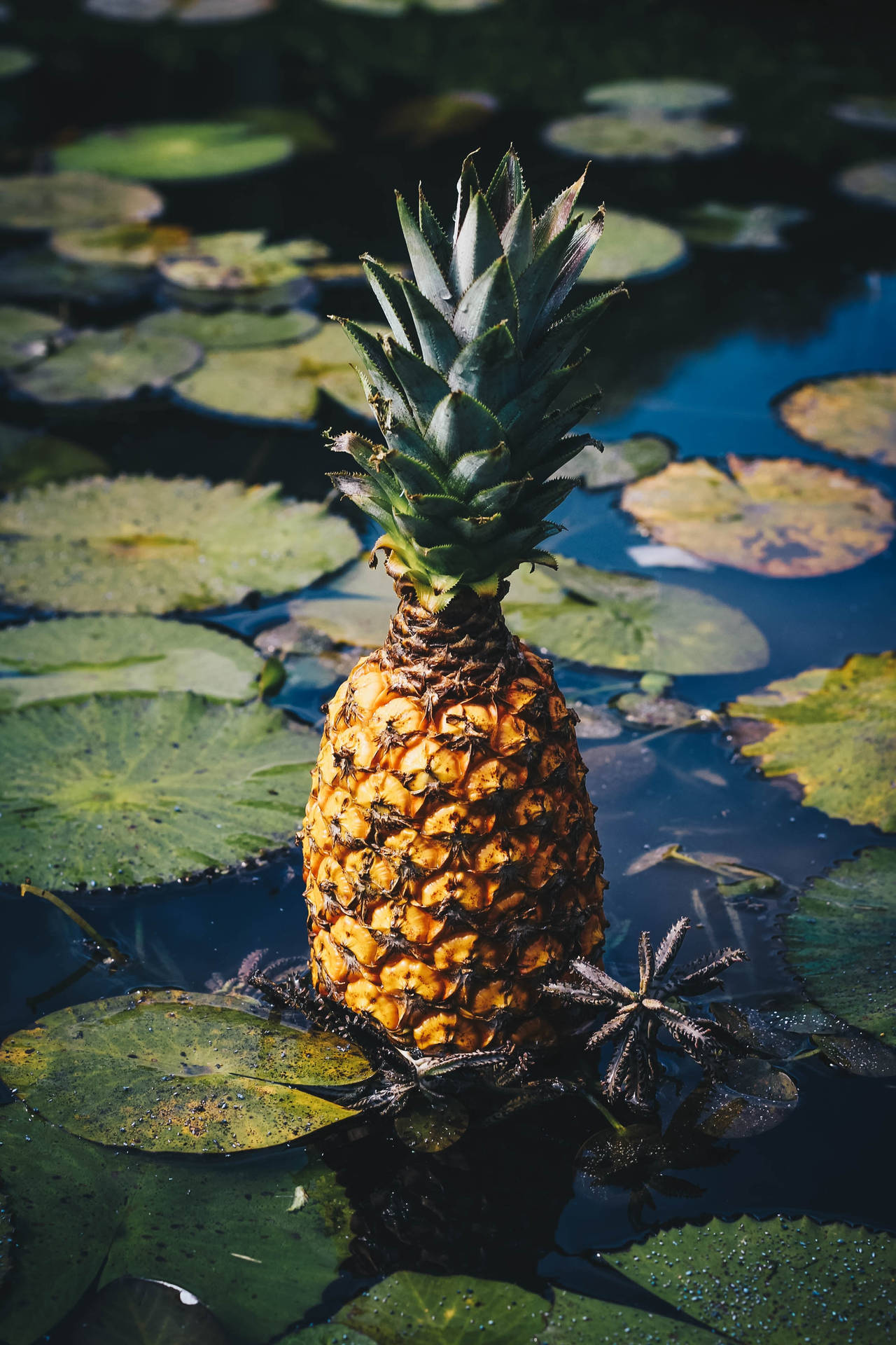 Pineapple 2267X3400 Wallpaper and Background Image
