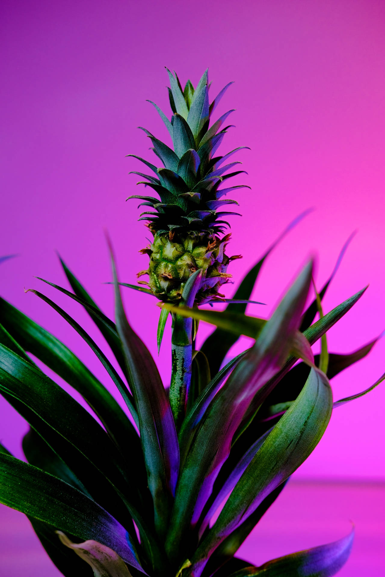 Pineapple 2944X4416 Wallpaper and Background Image