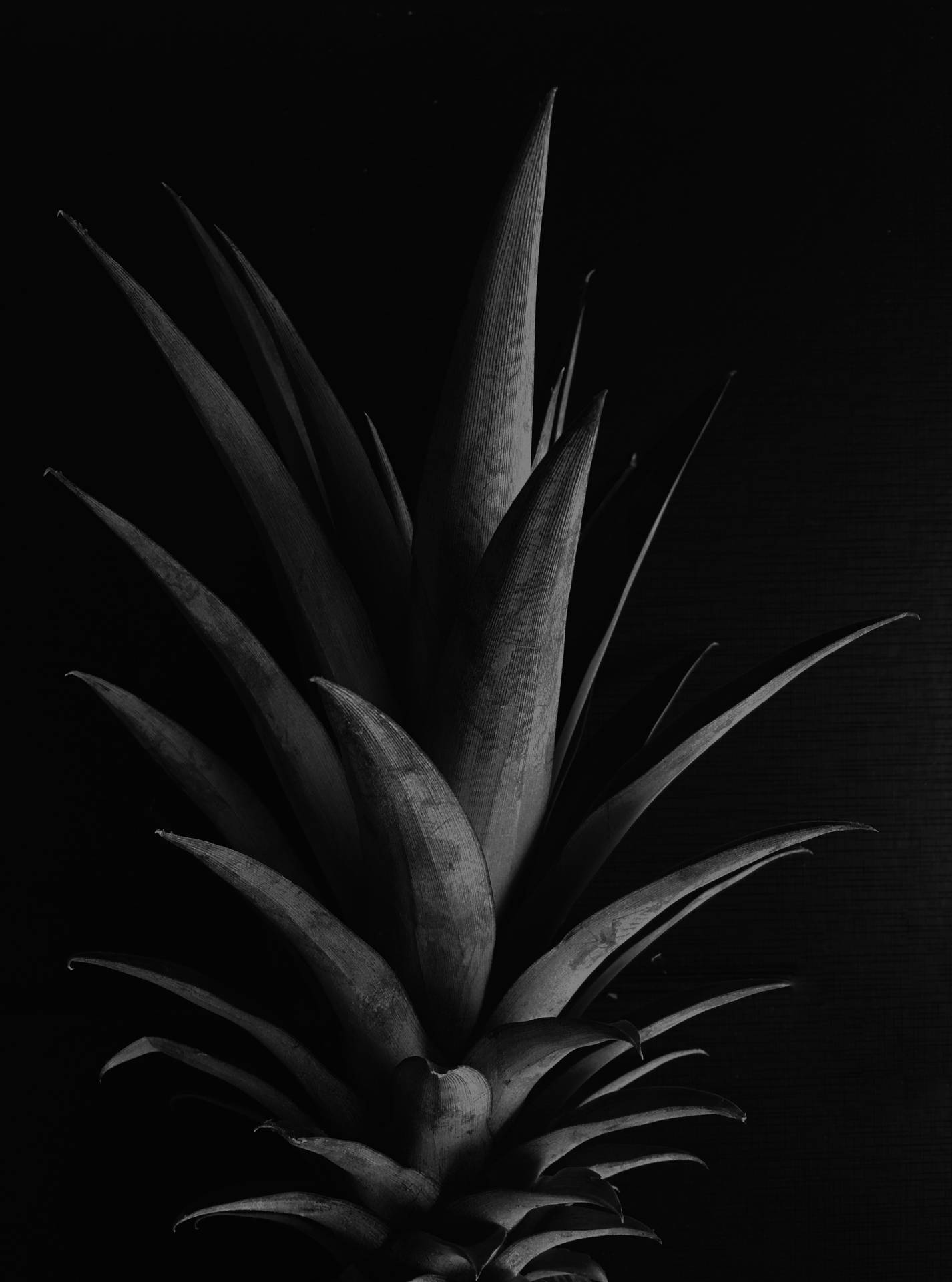 2995X4032 Pineapple Wallpaper and Background