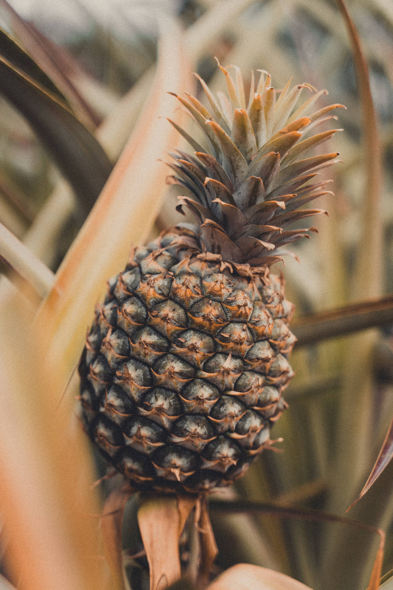 3853X5779 Pineapple Wallpaper and Background