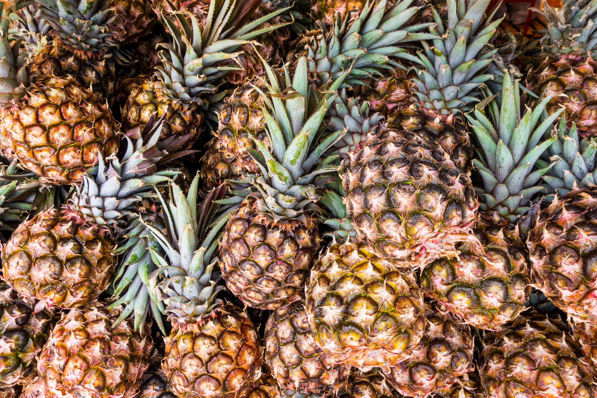 Pineapple 5104X3403 Wallpaper and Background Image