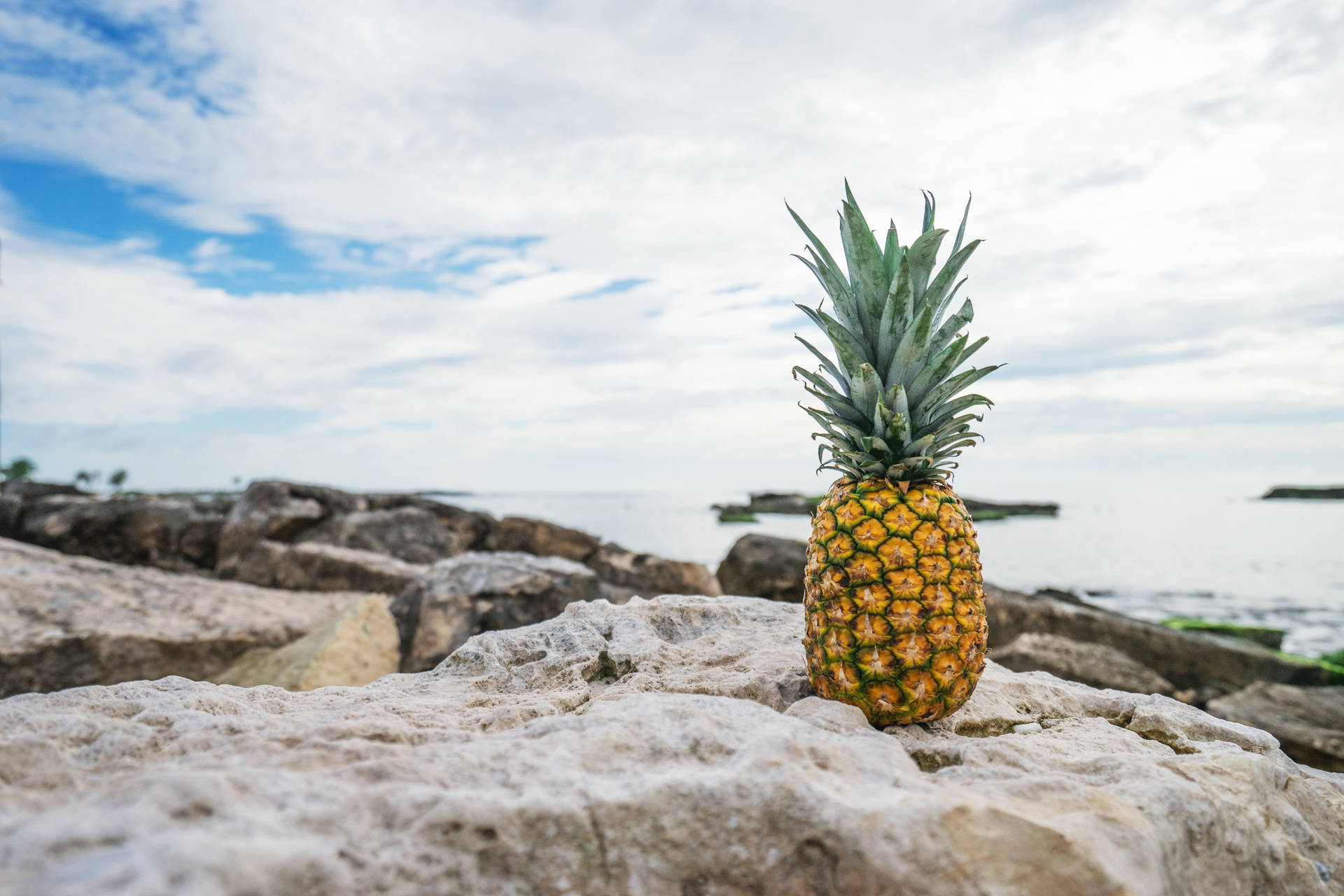Pineapple 6000X4000 Wallpaper and Background Image