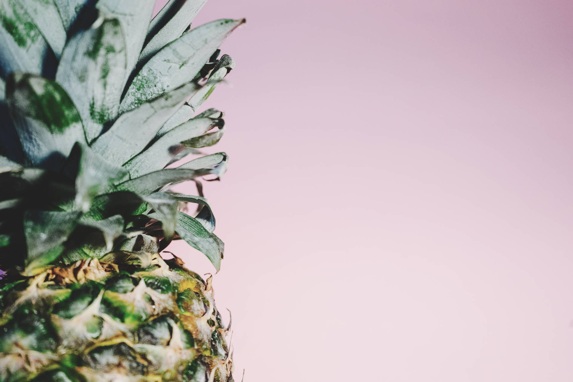 6000X4000 Pineapple Wallpaper and Background