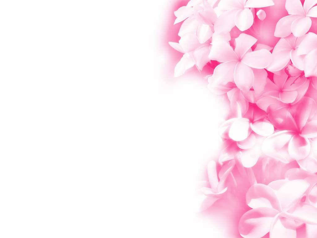Pink 1024X768 Wallpaper and Background Image