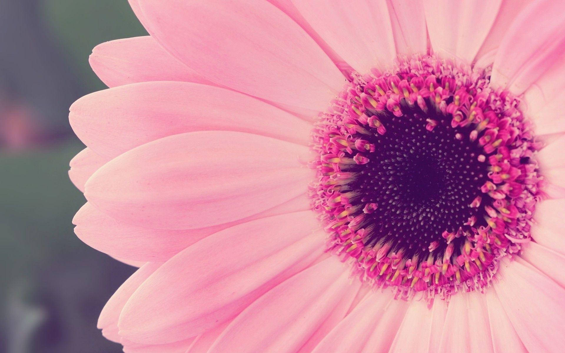 Pink 1920X1200 Wallpaper and Background Image