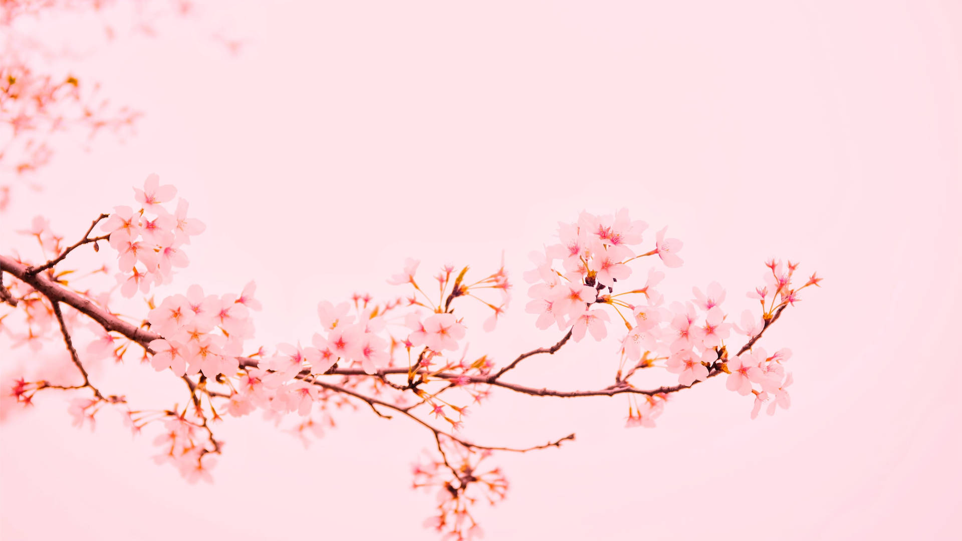 Pink 4096X2304 Wallpaper and Background Image