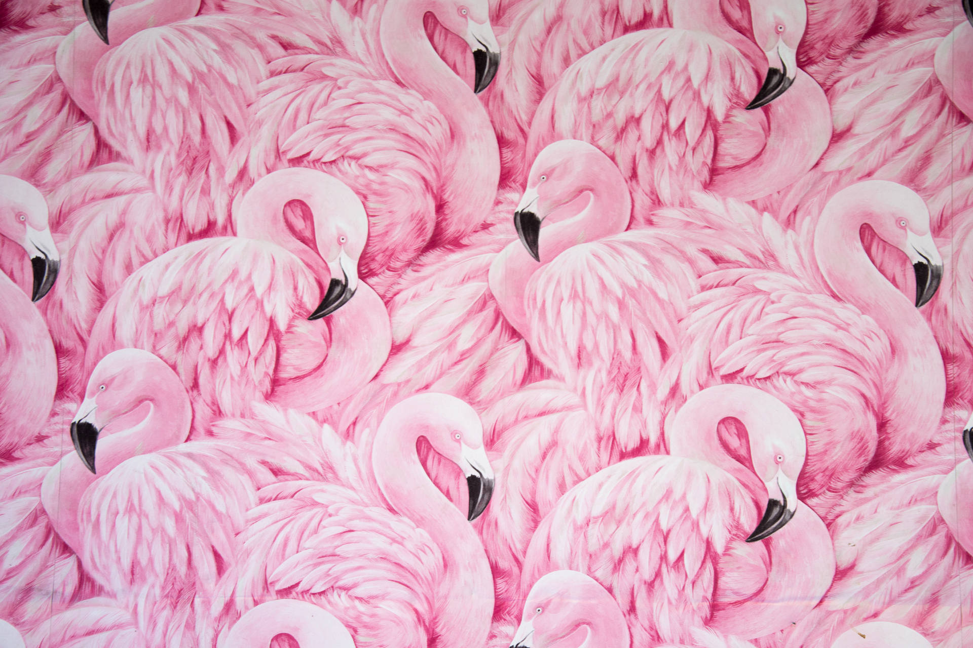 Pink 5568X3712 wallpaper
