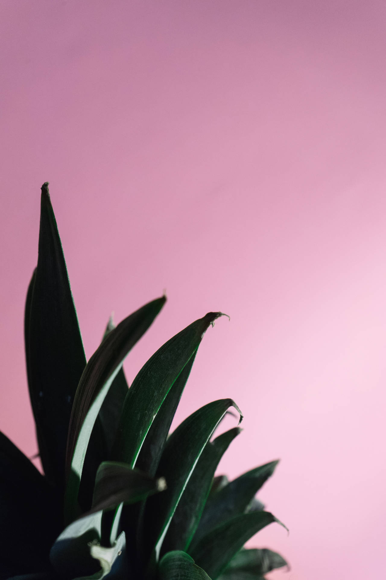 4000X6000 Pink Background Wallpaper and Background