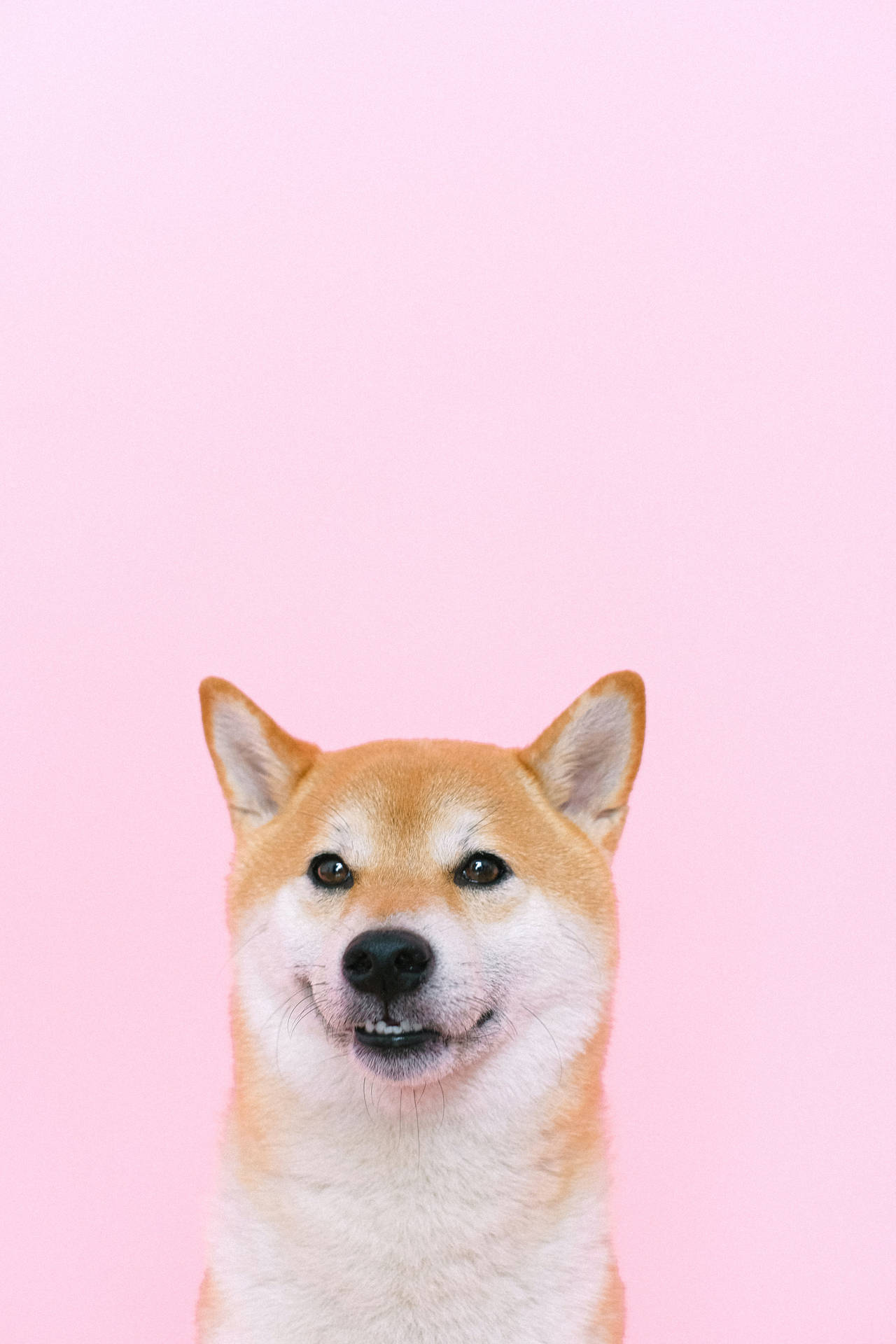 4160X6240 Pink Background Wallpaper and Background