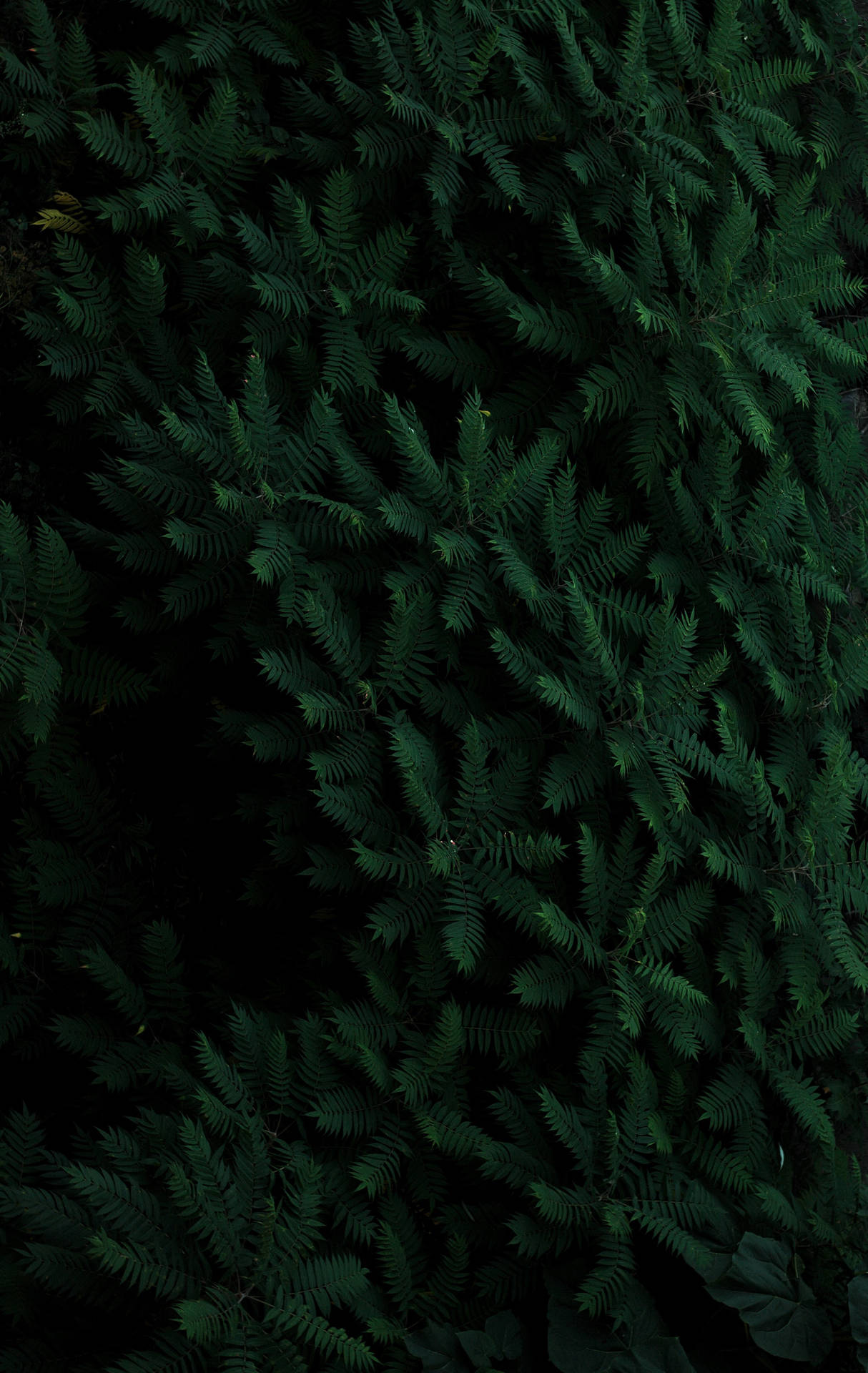 Plant 2616X4139 Wallpaper and Background Image