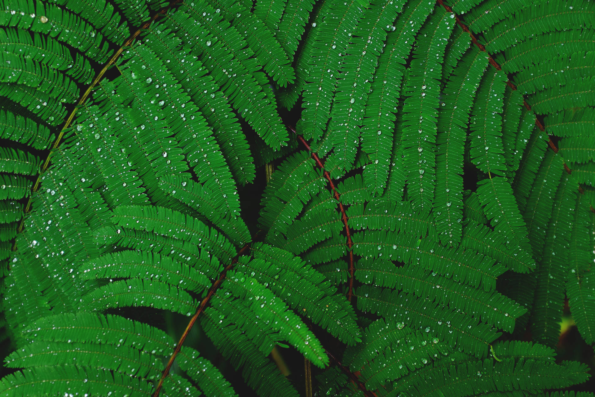 Plant 4896X3264 Wallpaper and Background Image
