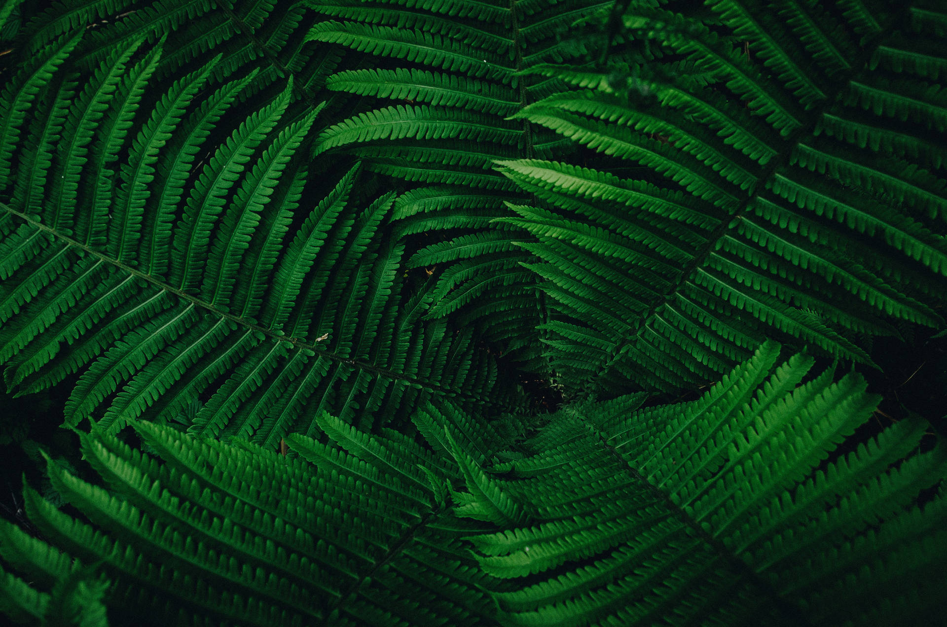 Plant 4928X3264 Wallpaper and Background Image