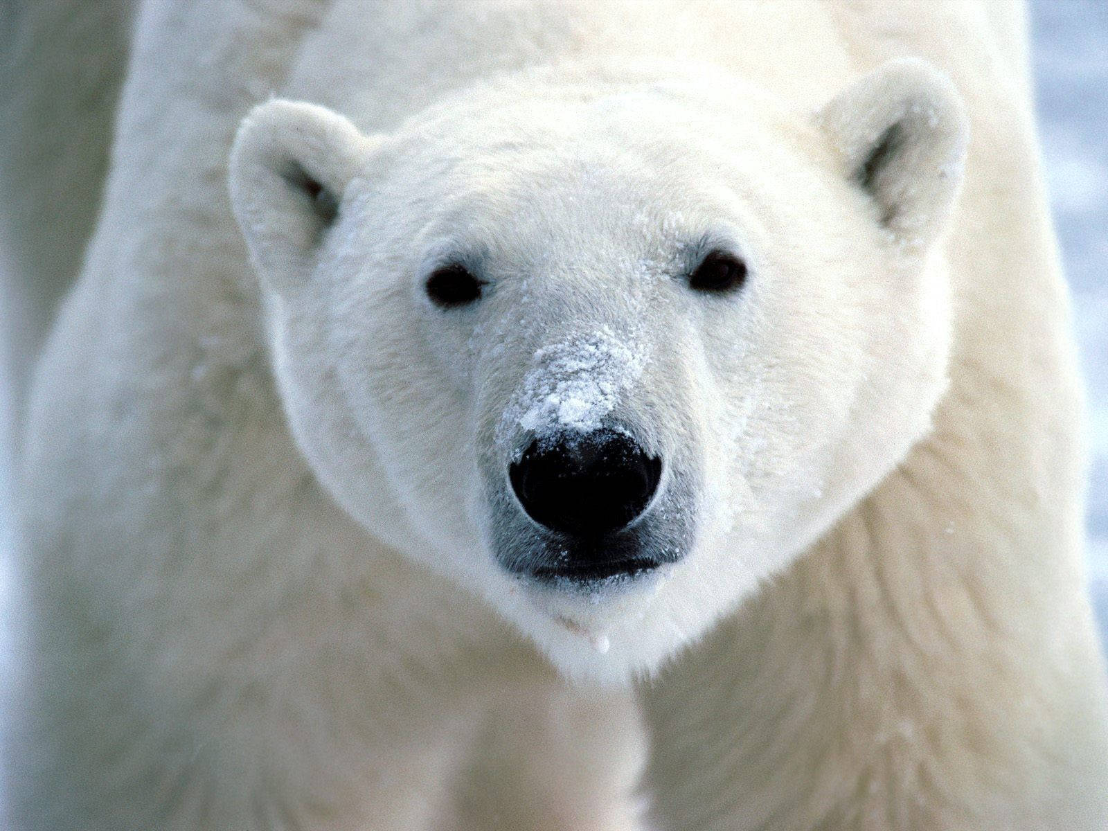 Polar Bear 1600X1200 Wallpaper and Background Image