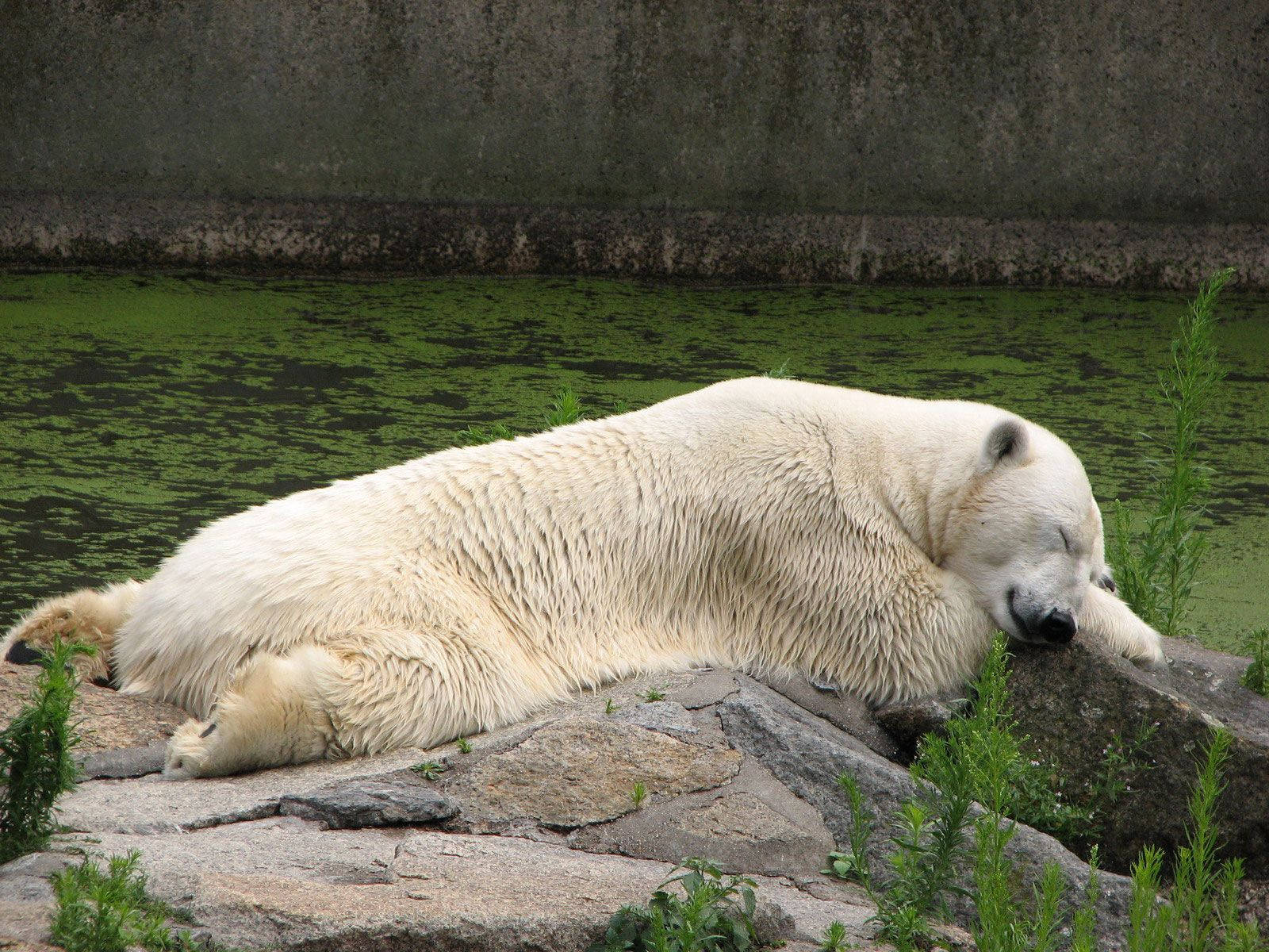 Polar Bear 1600X1200 Wallpaper and Background Image