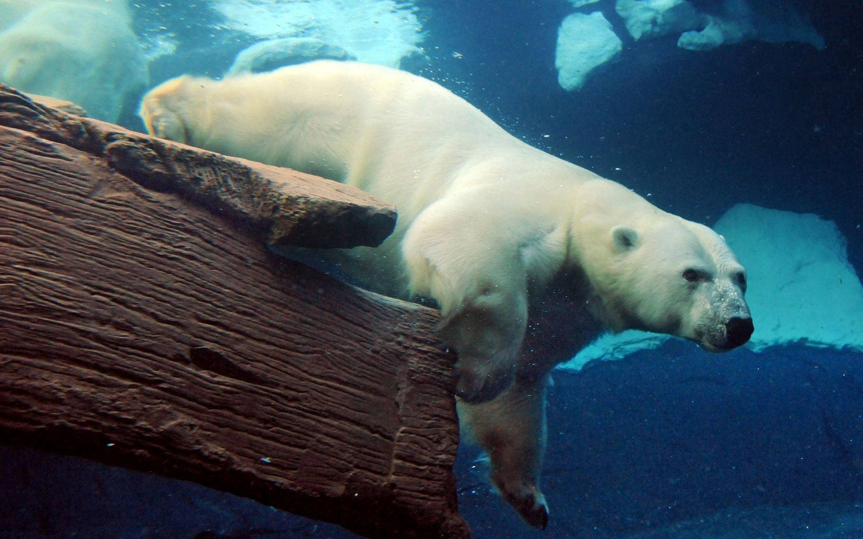 Polar Bear 1680X1050 Wallpaper and Background Image