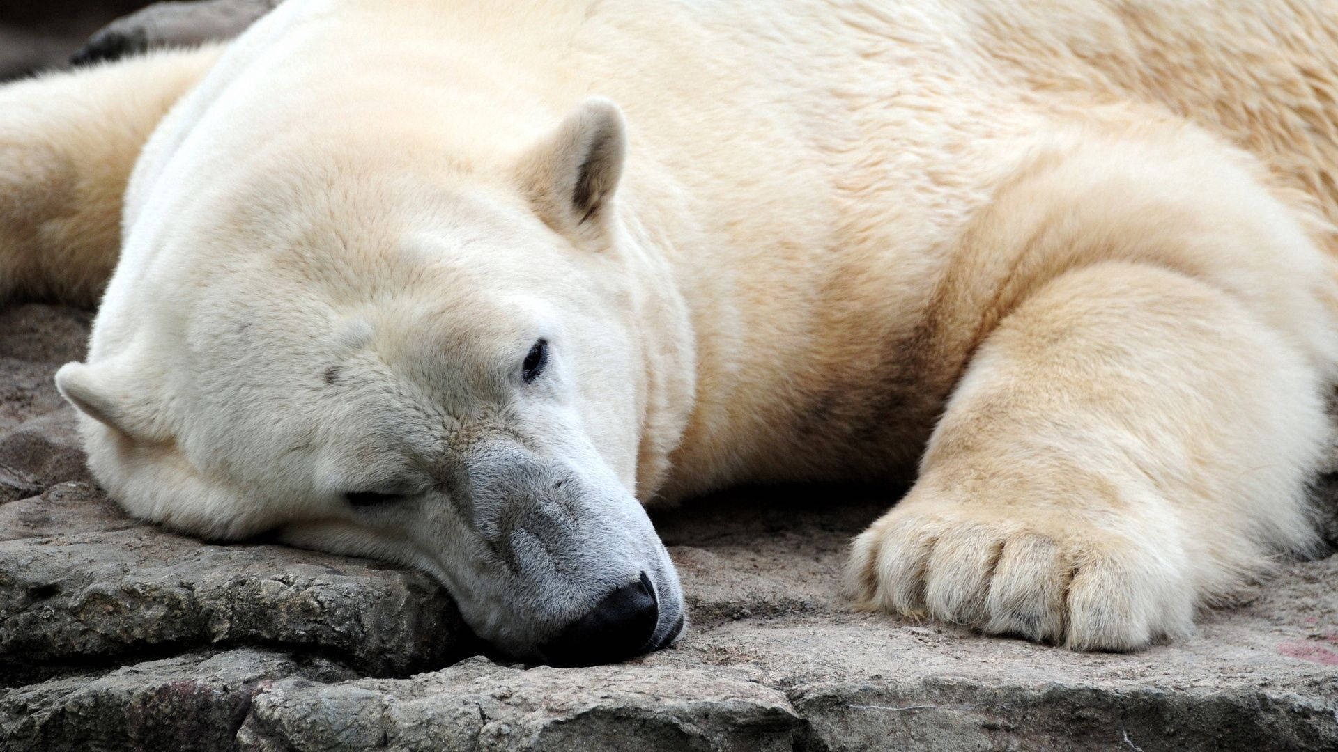 Polar Bear 1920X1080 Wallpaper and Background Image