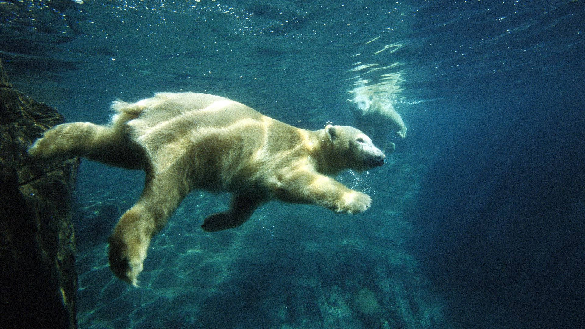 Polar Bear 1920X1080 Wallpaper and Background Image