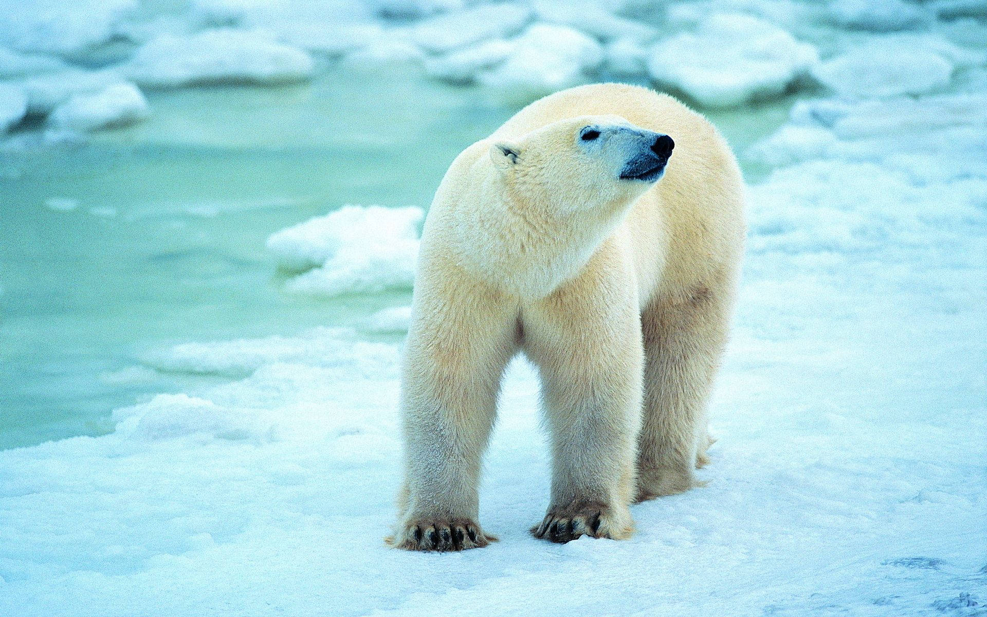Polar Bear 1920X1200 Wallpaper and Background Image