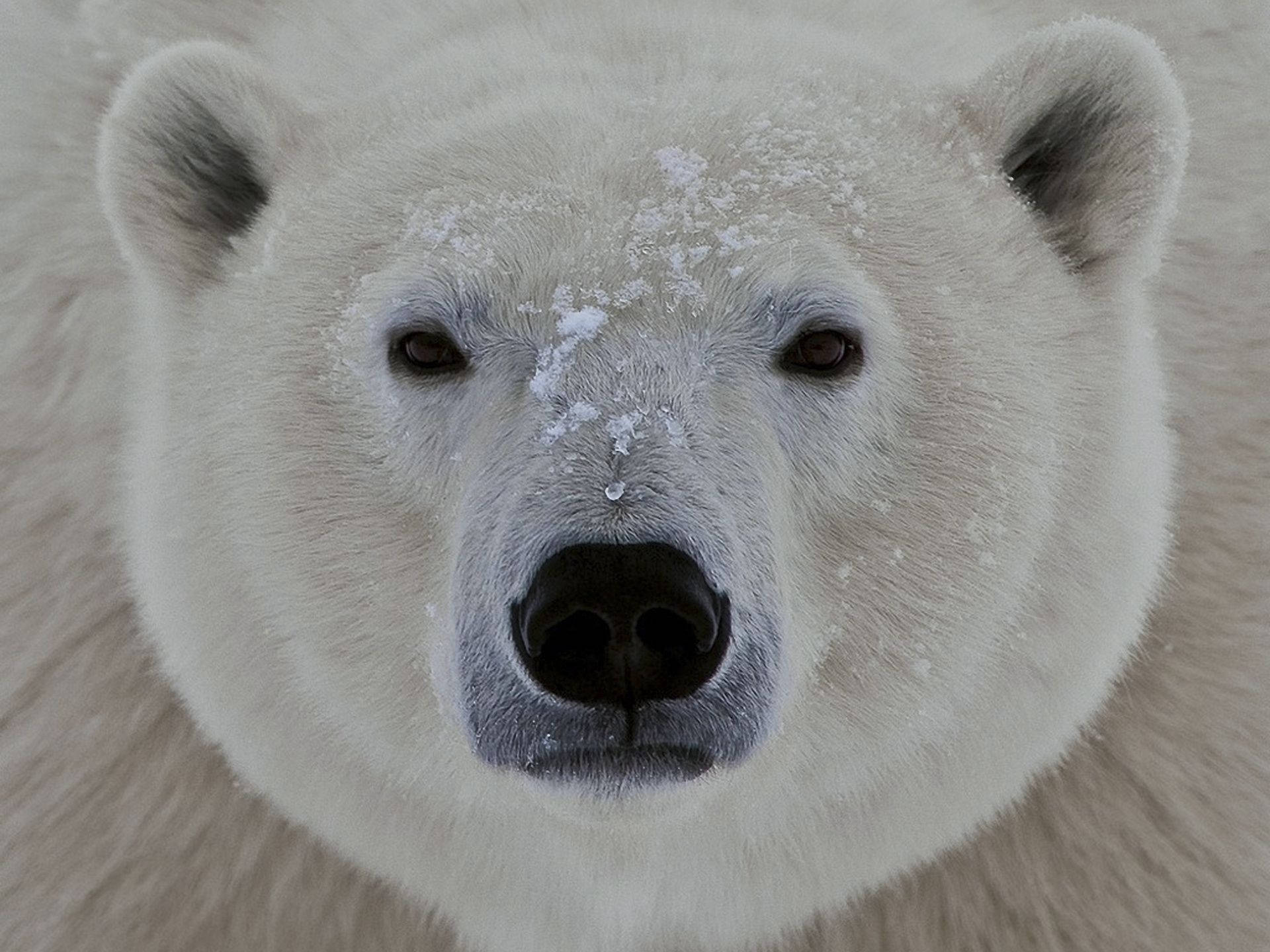 Polar Bear 1920X1440 Wallpaper and Background Image